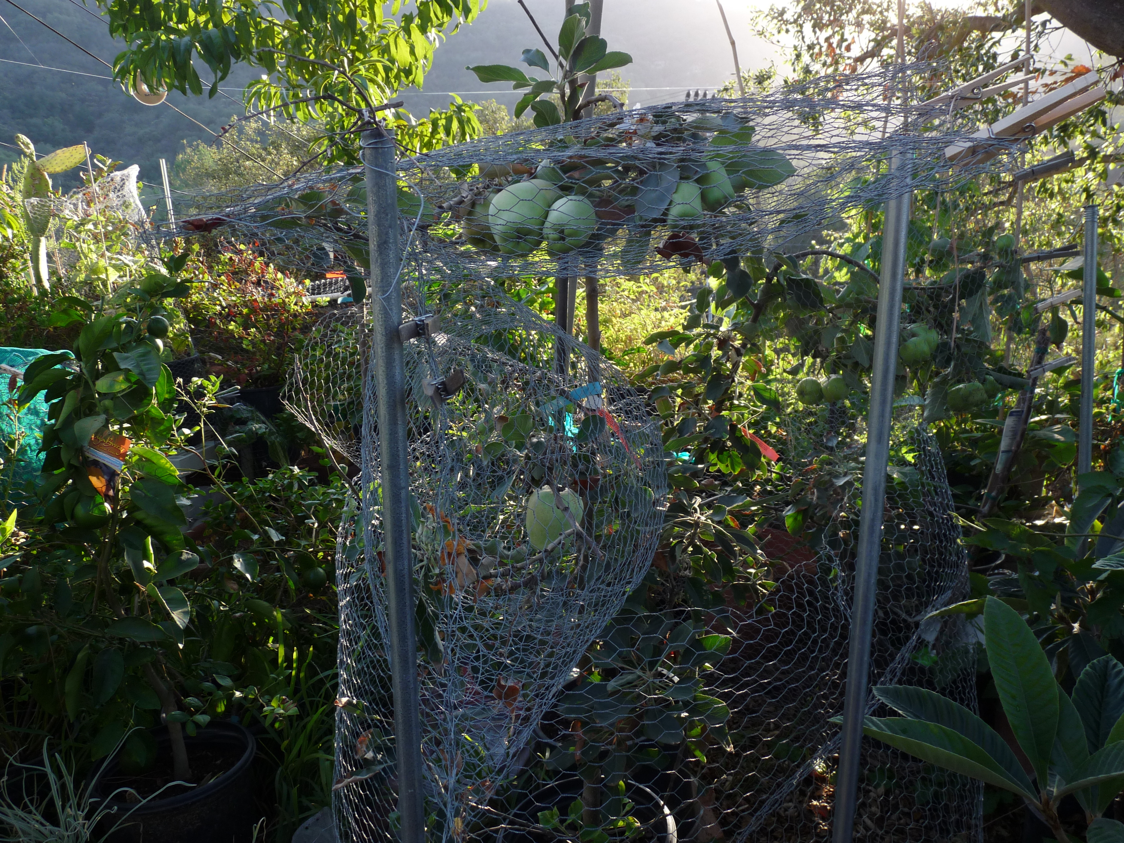 Result of homemade screen fruit protector General Fruit Growing