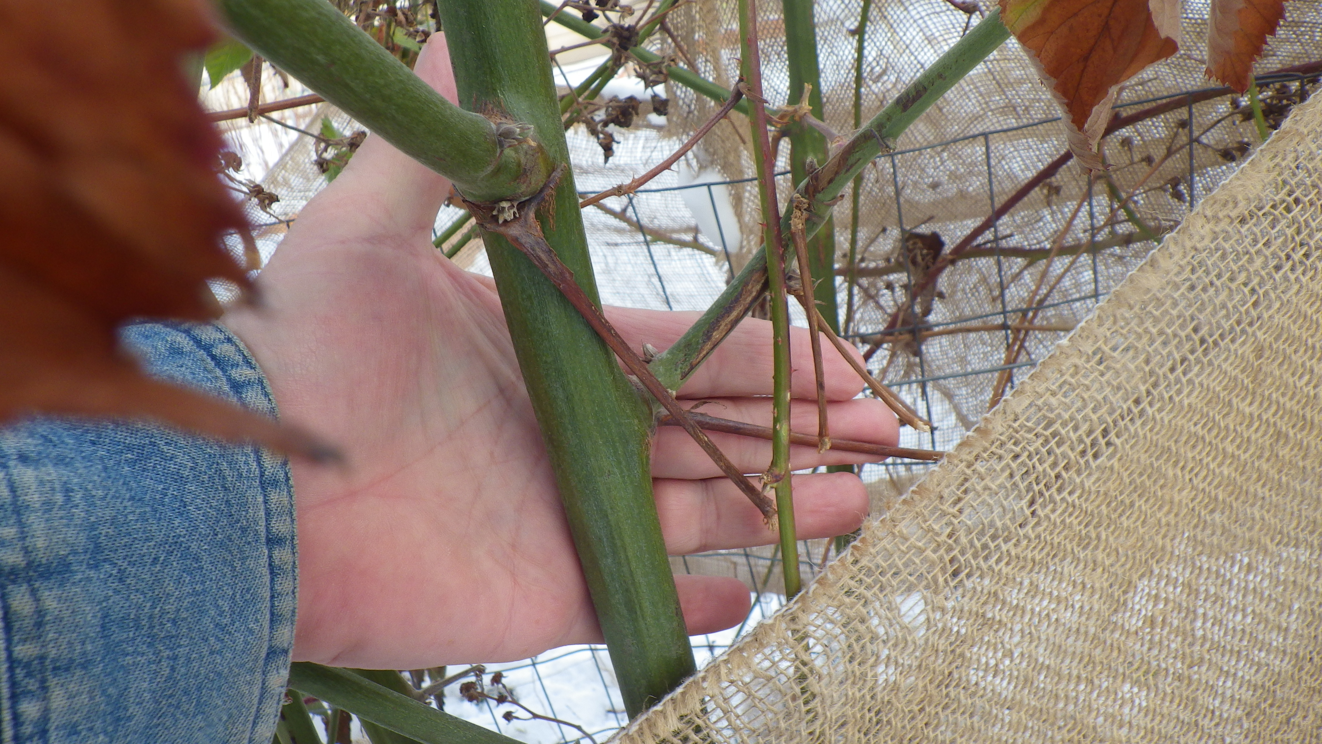 Anybody use cattle panel to train trailing thornless blackberries