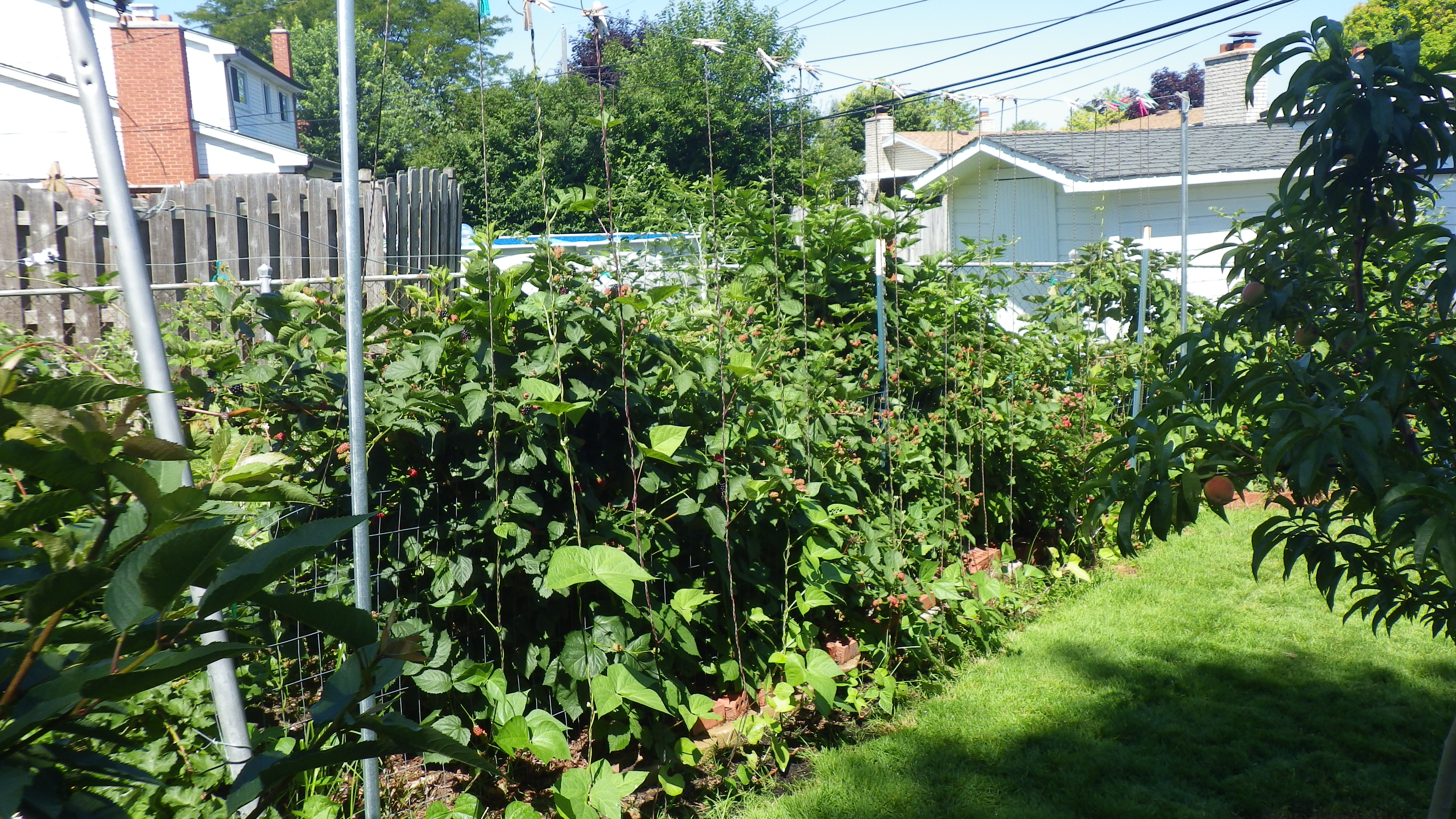 Best Thornless blackberry? General Fruit Growing Growing Fruit