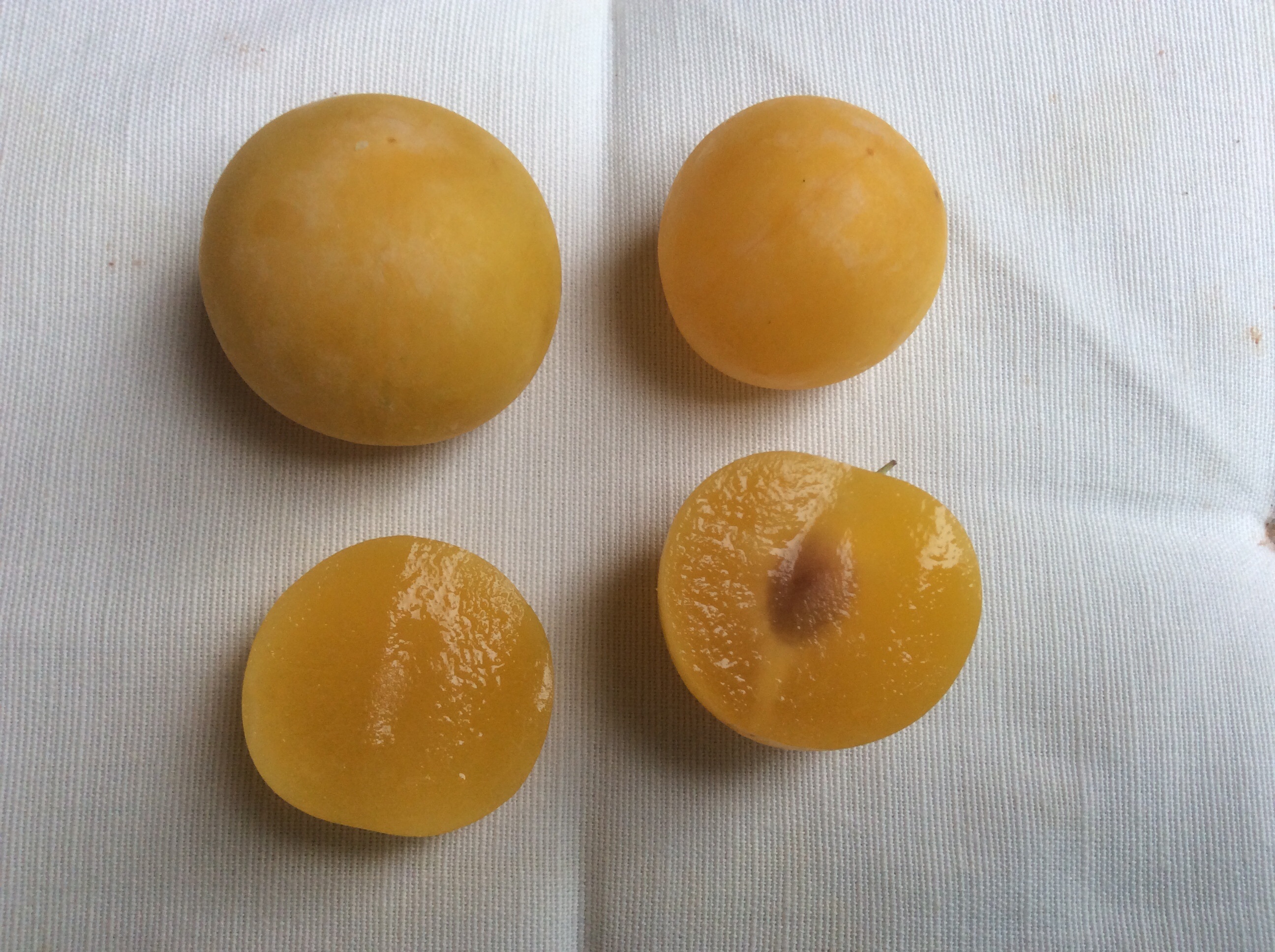 A Yellow Plum General Fruit Growing Growing Fruit