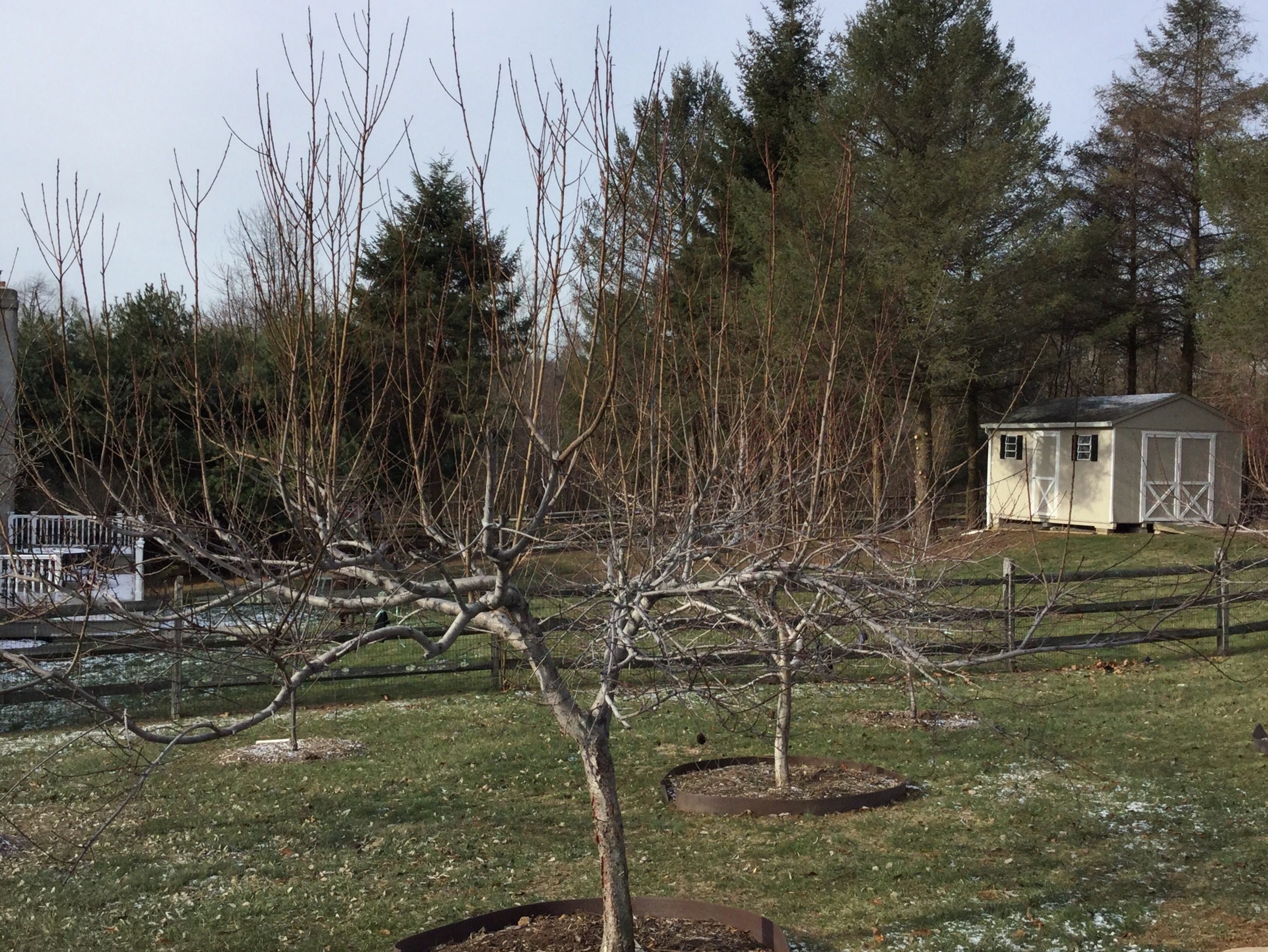 What am I suppose to do with all these upright branches? General