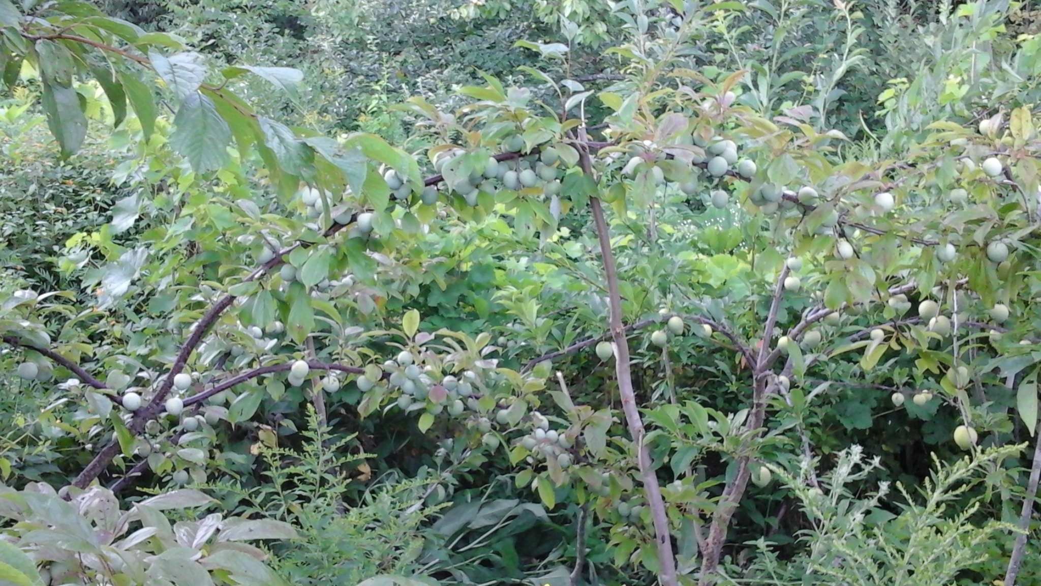 Plums in Maine General Fruit Growing Growing Fruit