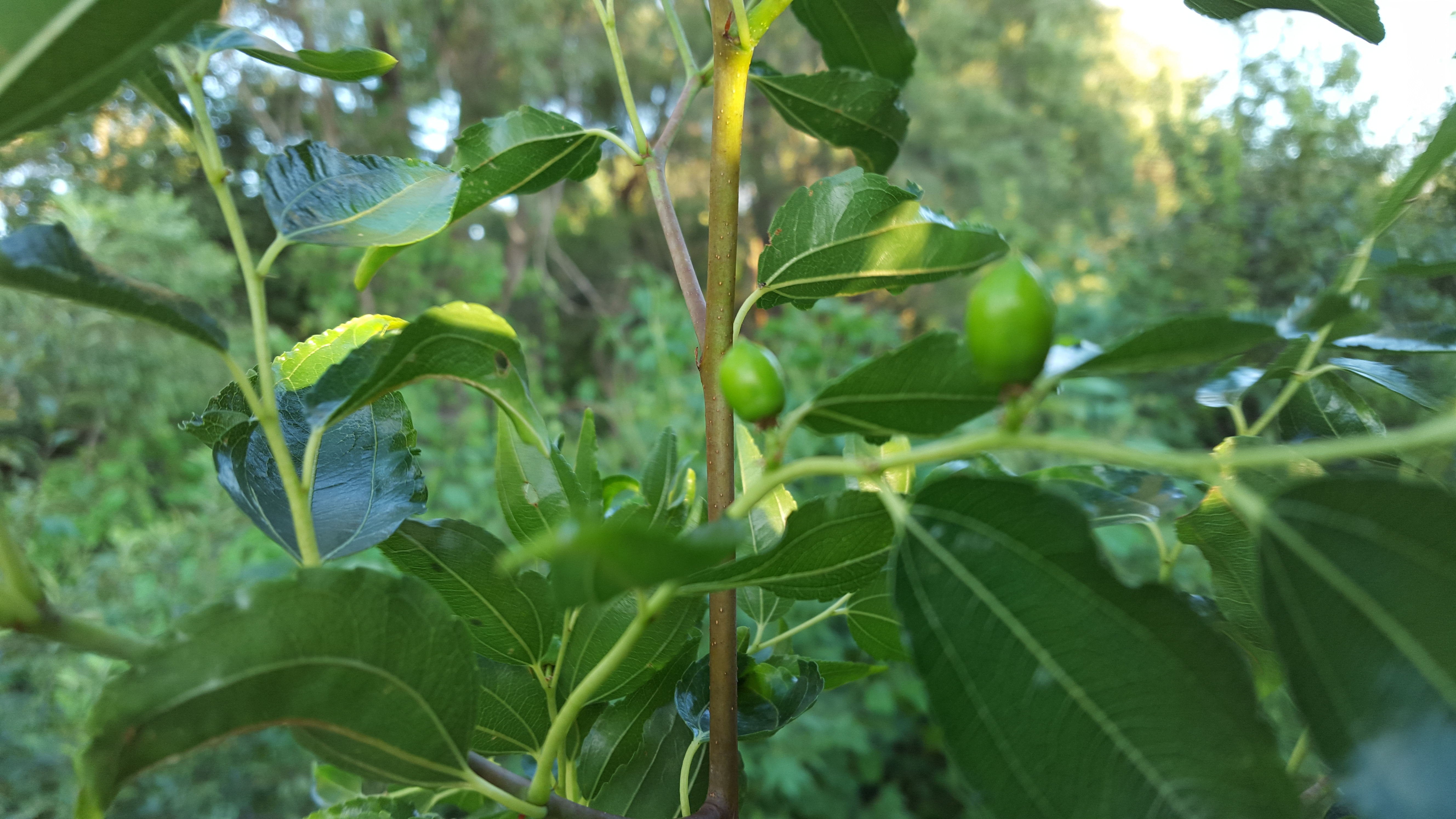 Honey jar Jujube decided to fruit General Gardening Growing Fruit