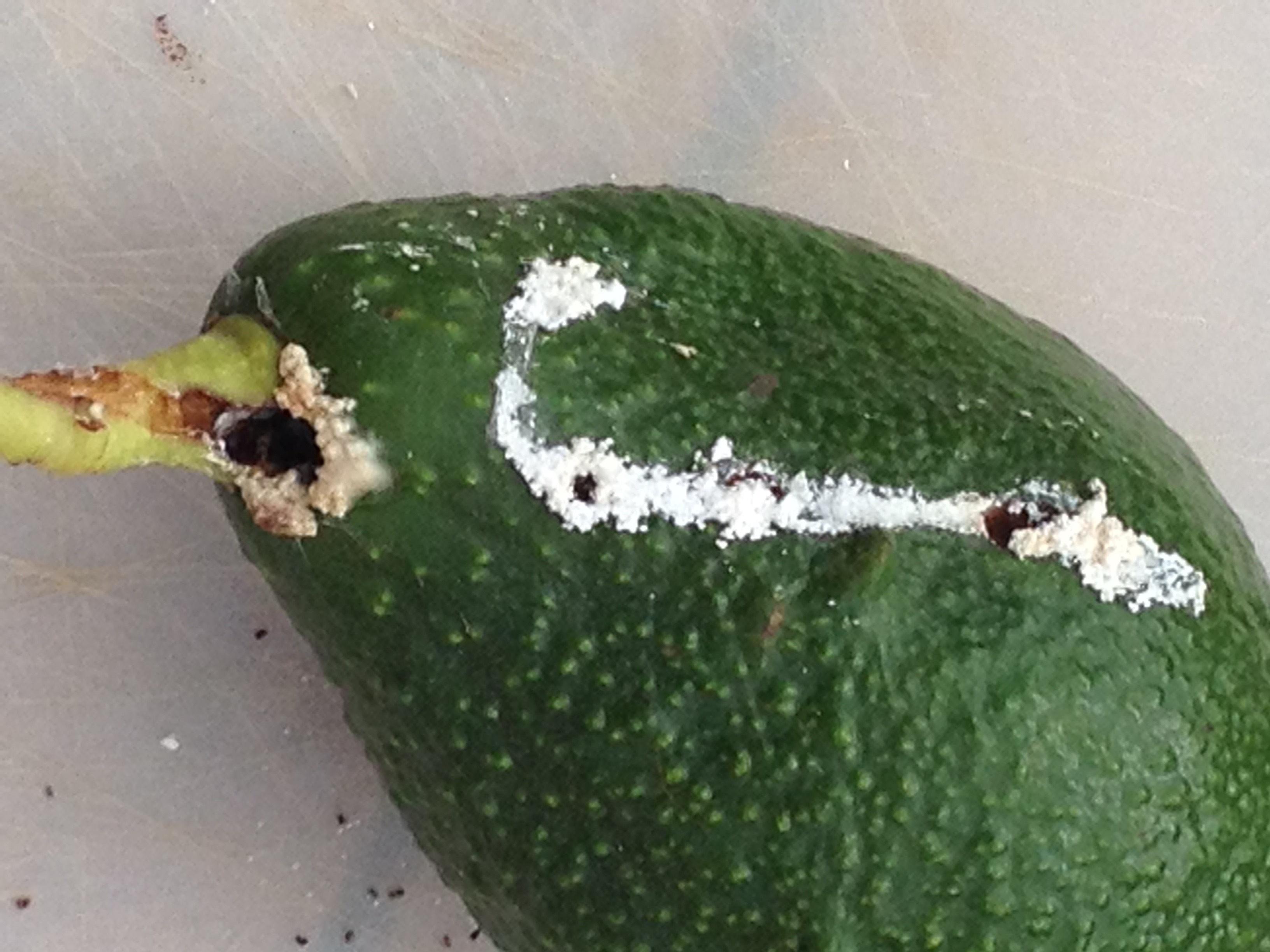 Avocado pestsmall black hole and chalky white exudate? General