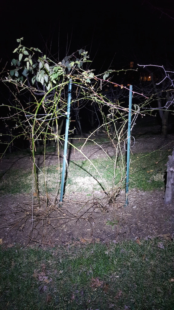 Anybody use cattle panel to train trailing thornless blackberries