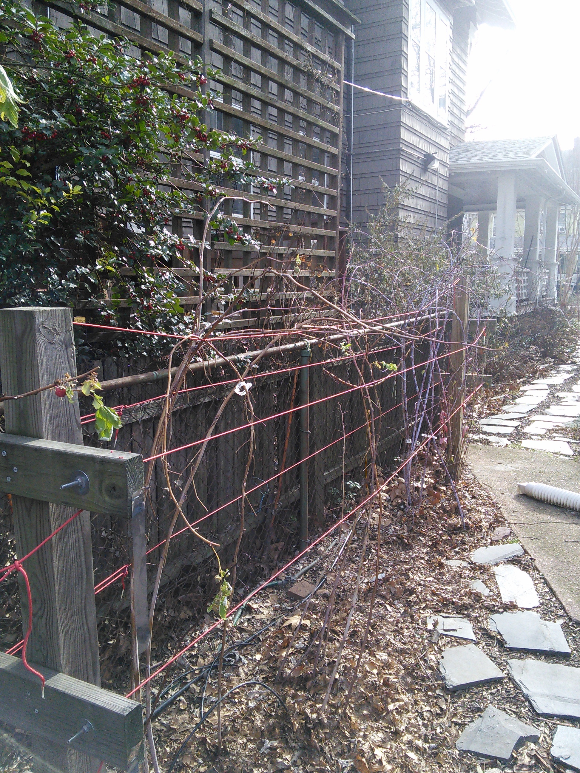 Anybody use cattle panel to train trailing thornless blackberries