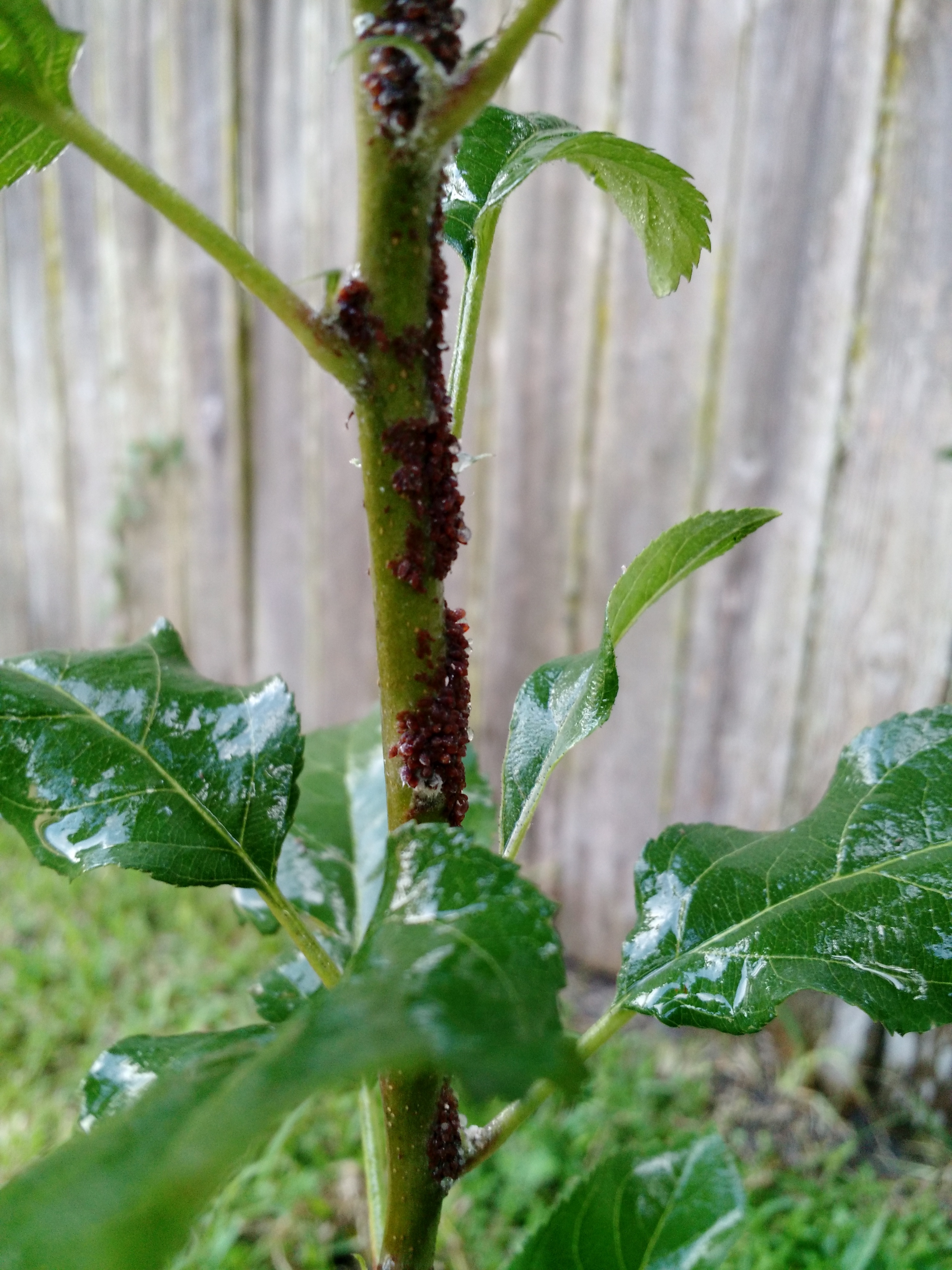 White fuzz growing on Dorsett apple tree General Fruit Growing