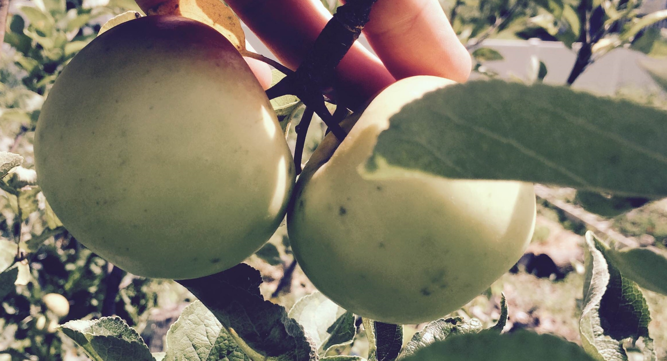 Kazakhstan Apples General Fruit Growing Growing Fruit
