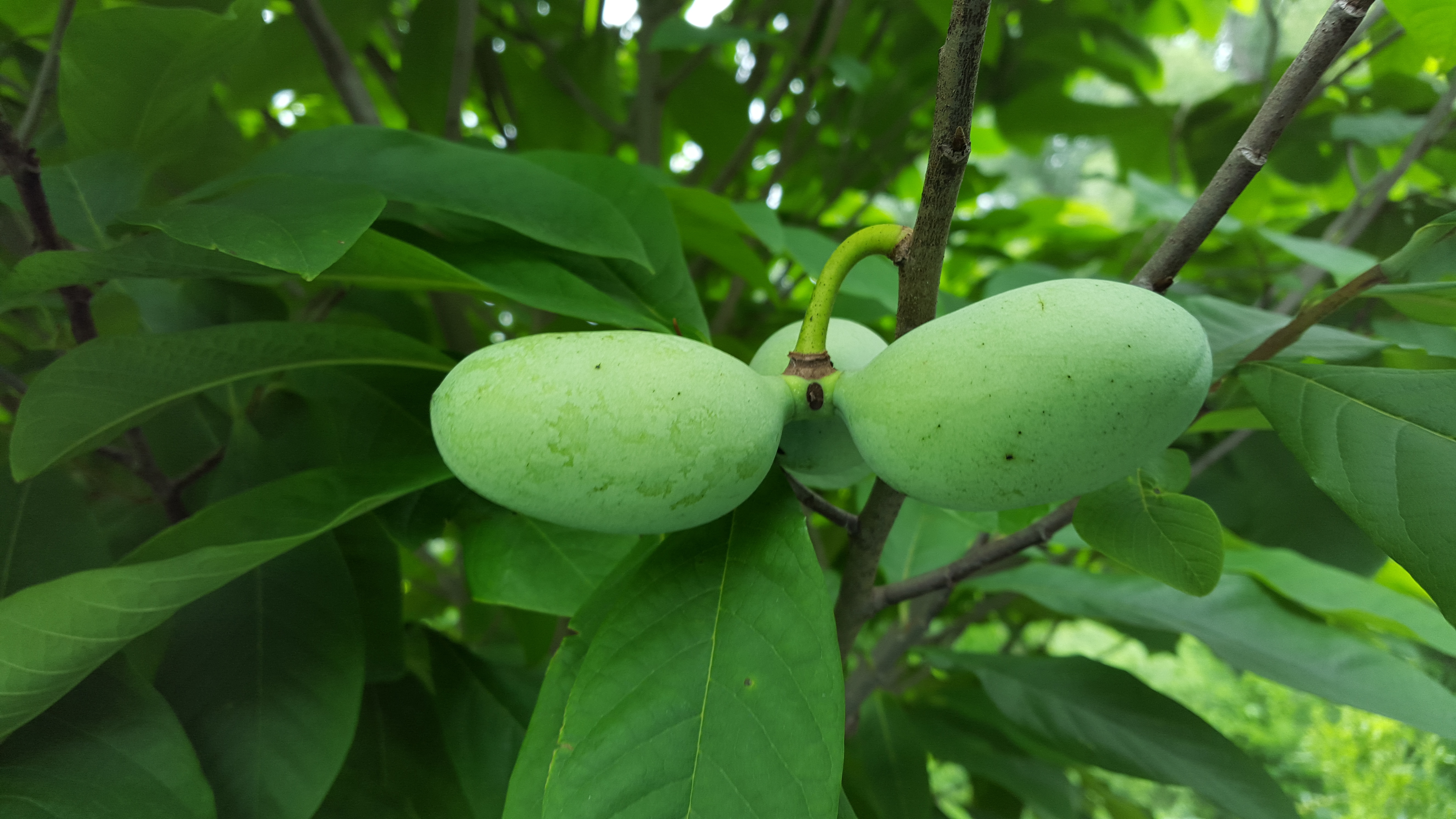 Pawpaw are sizing up nicely General Fruit Growing Growing Fruit
