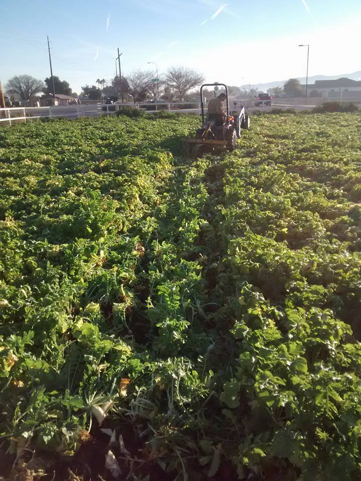 Photo essaytillage radish cover crop end of season General Gardening
