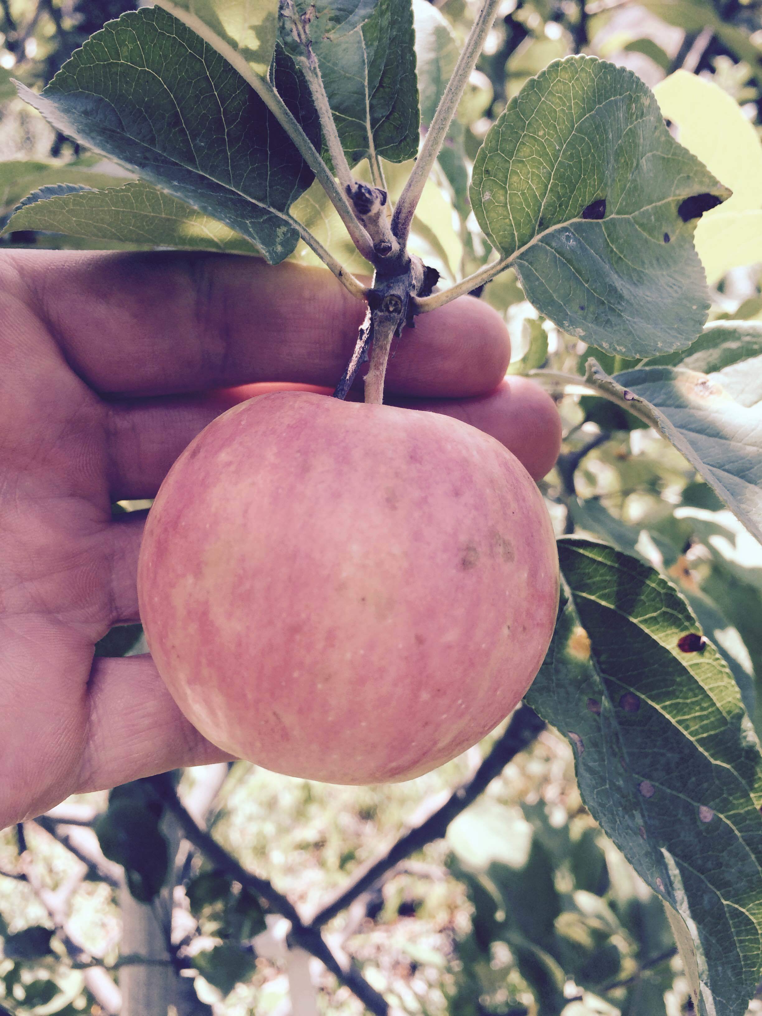 Kazakhstan Apples General Fruit Growing Growing Fruit