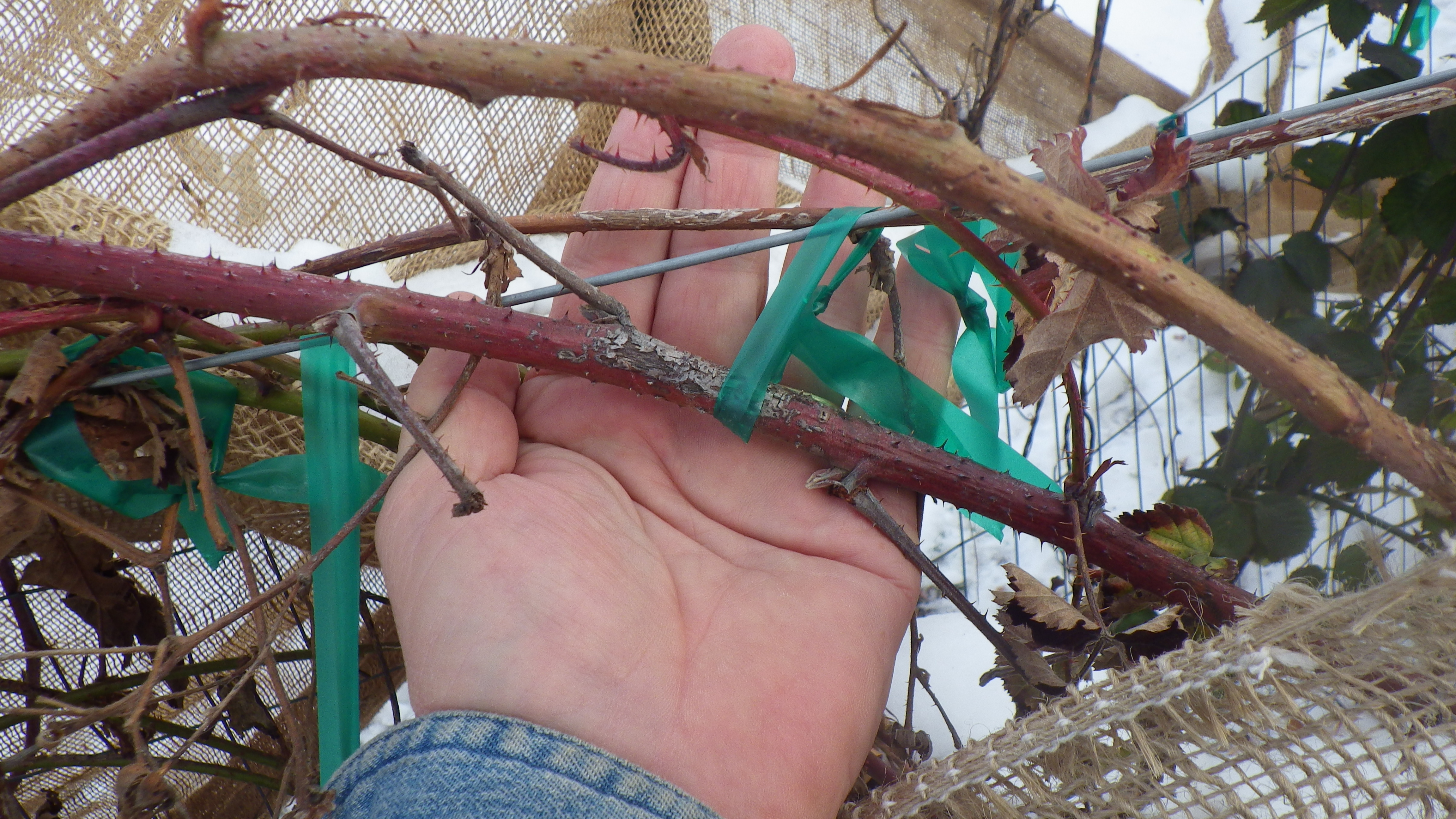 Anybody use cattle panel to train trailing thornless blackberries