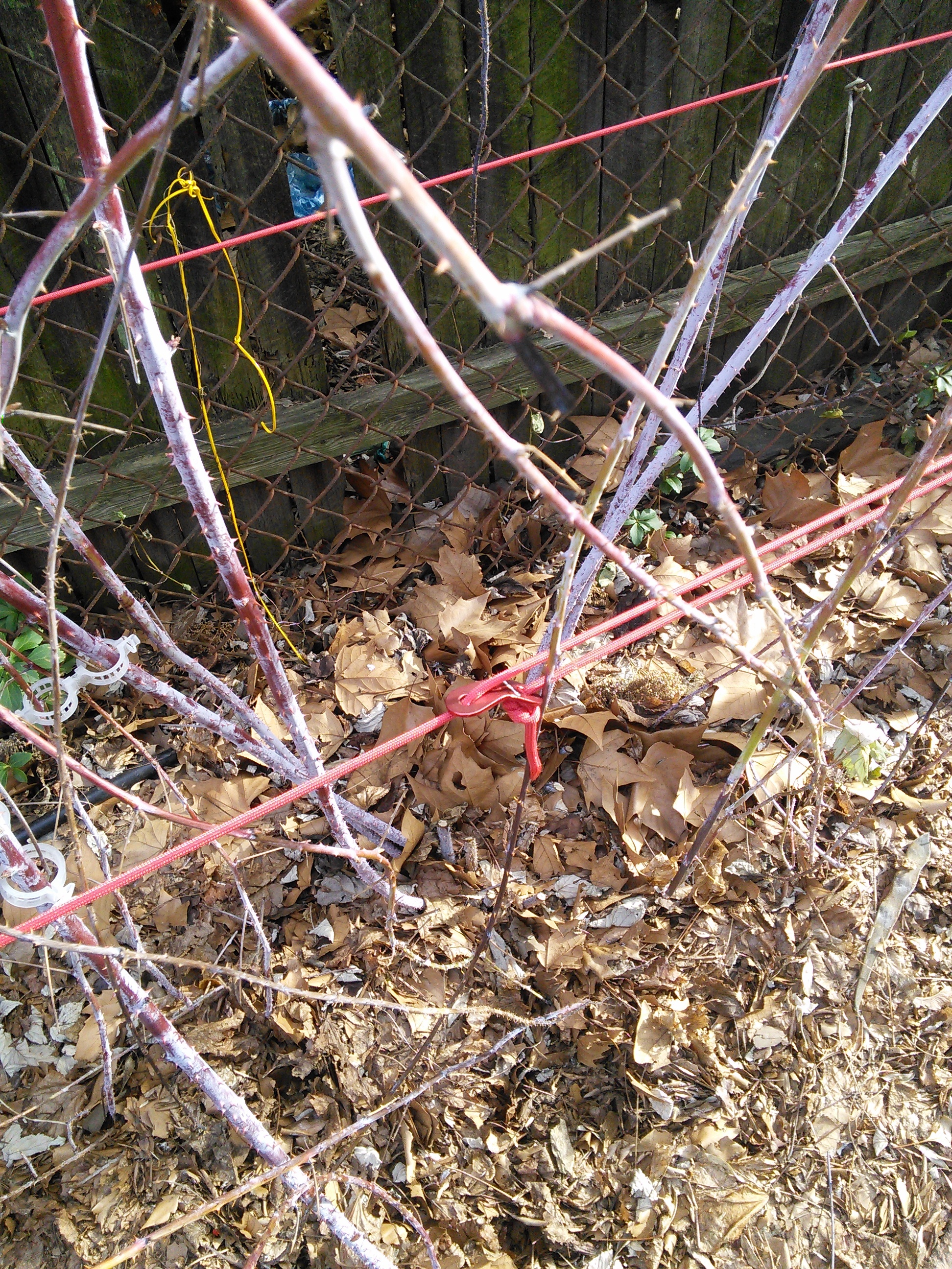 Anybody use cattle panel to train trailing thornless blackberries