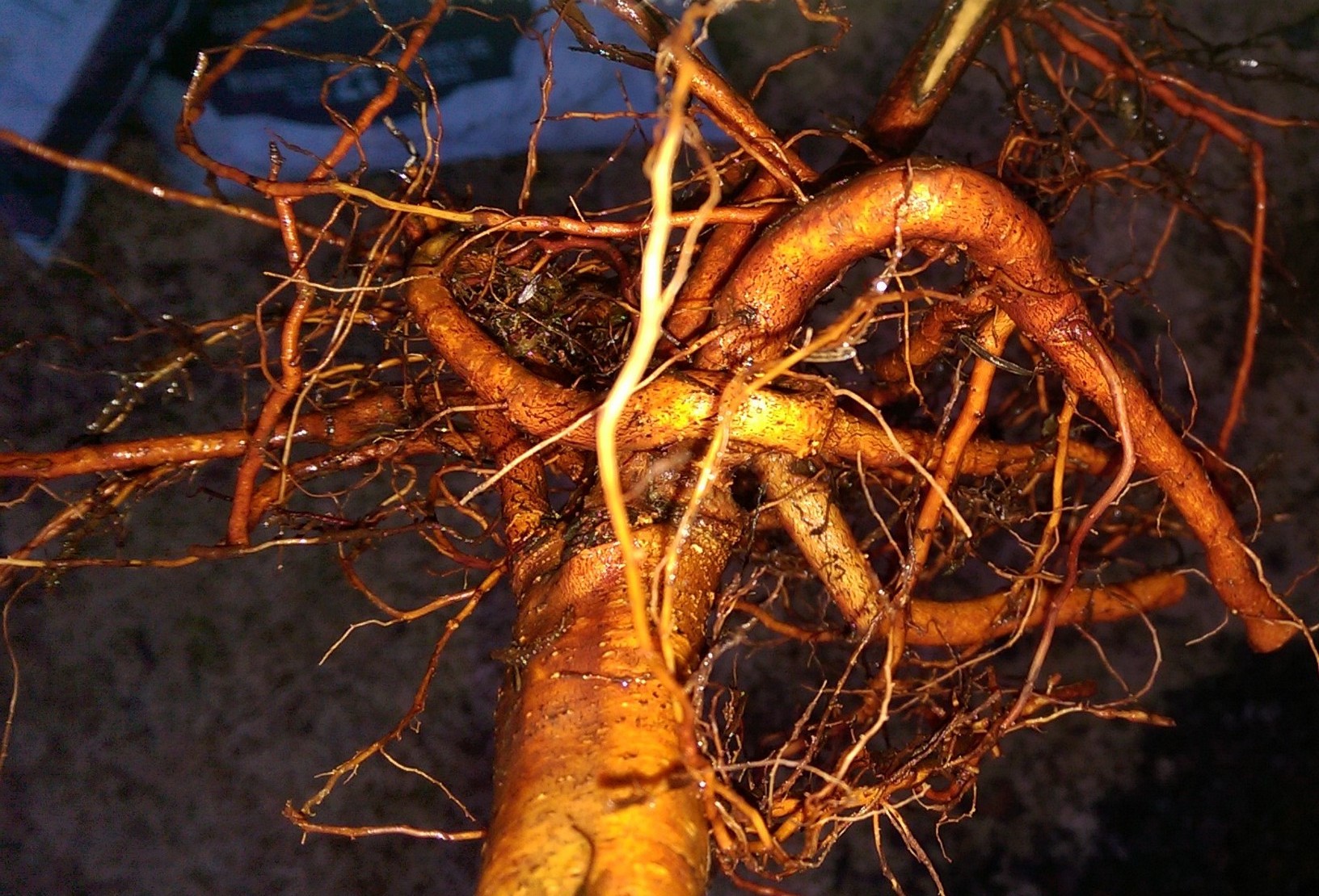 Bare root tree with wrapping/girdling roots General Fruit Growing