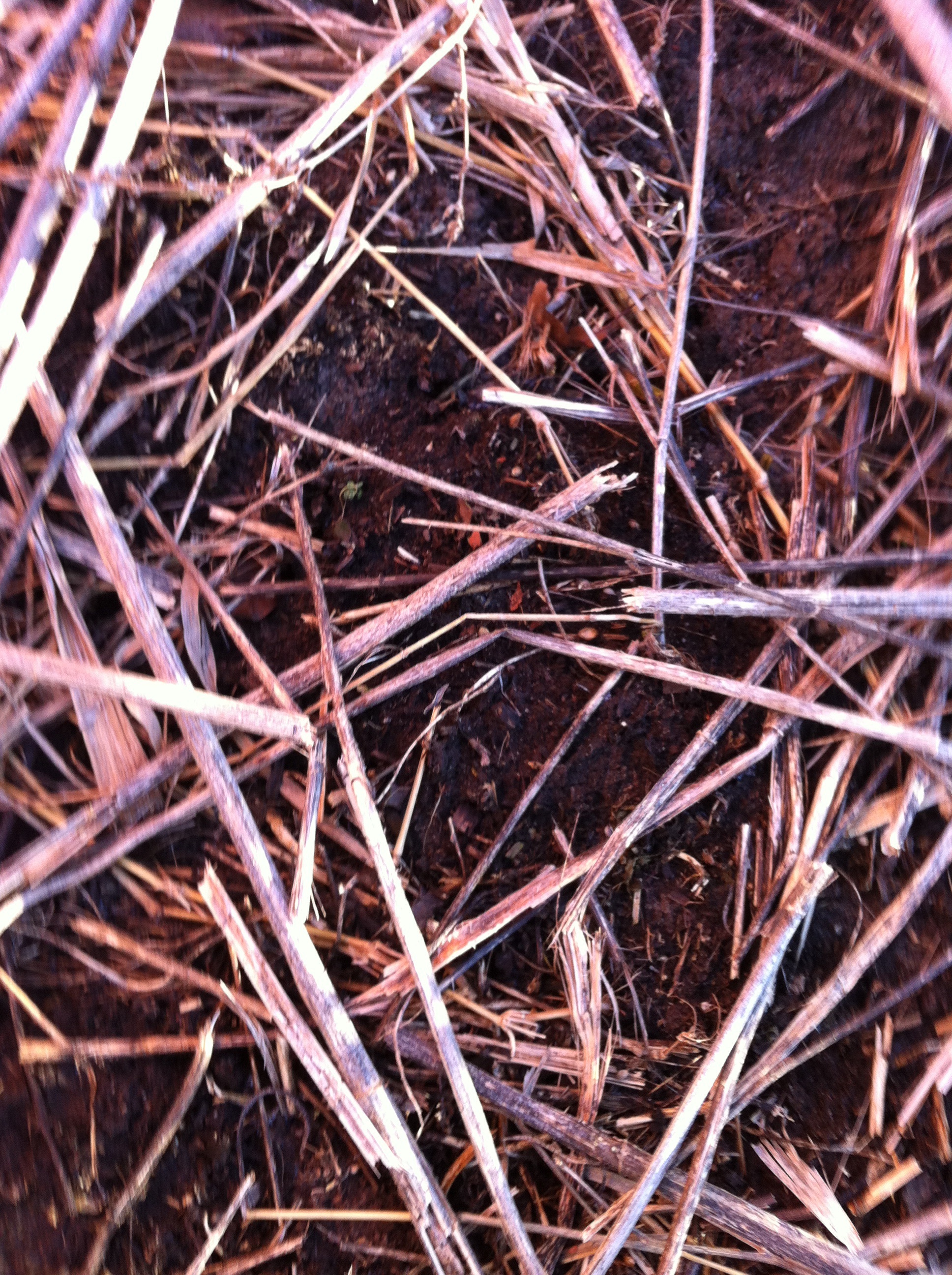 Fresh Chicken Manure on Apple Trees? General Fruit Growing Growing