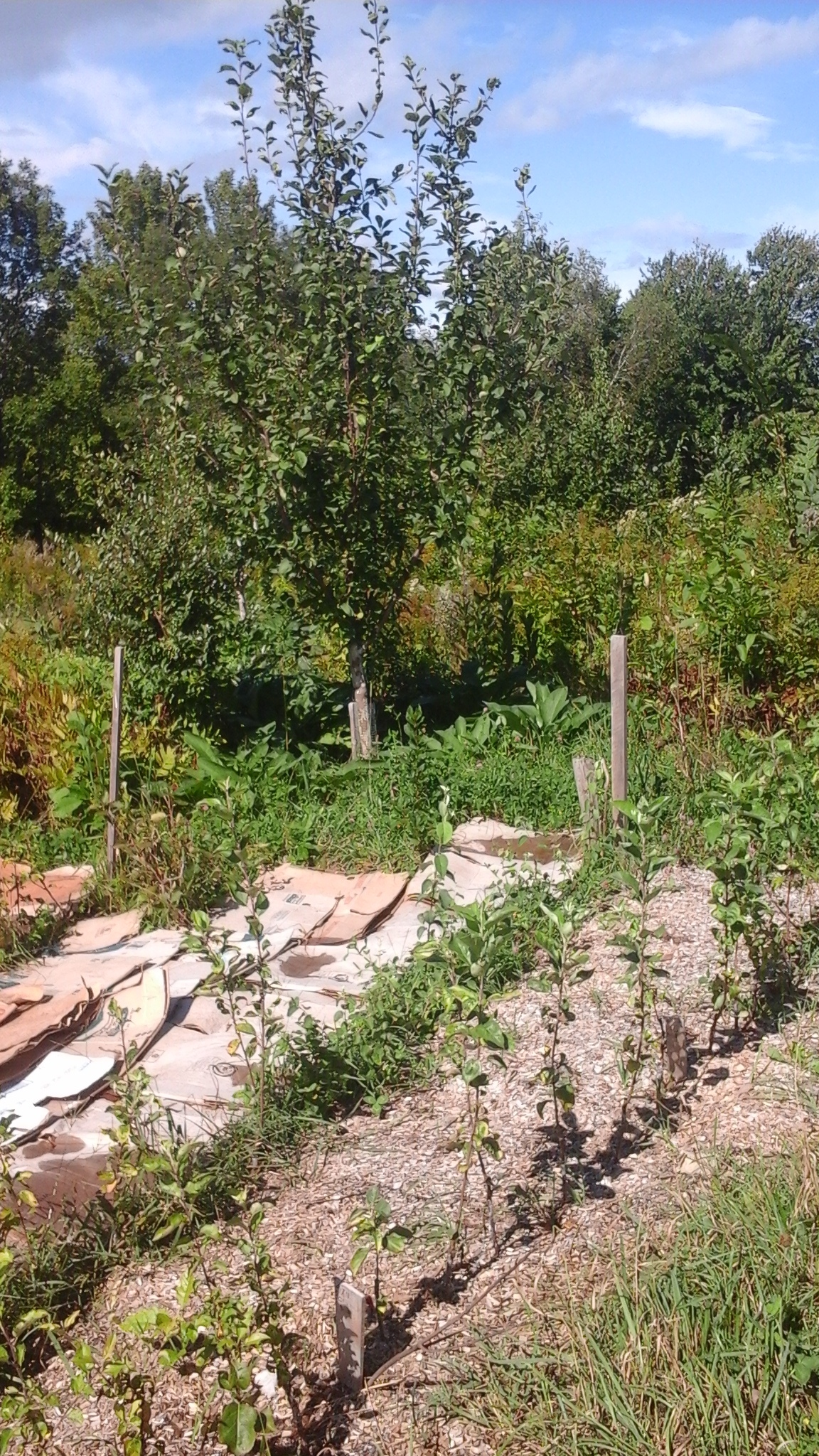 Better Use Of Home Orchard Space General Fruit Growing Growing Fruit