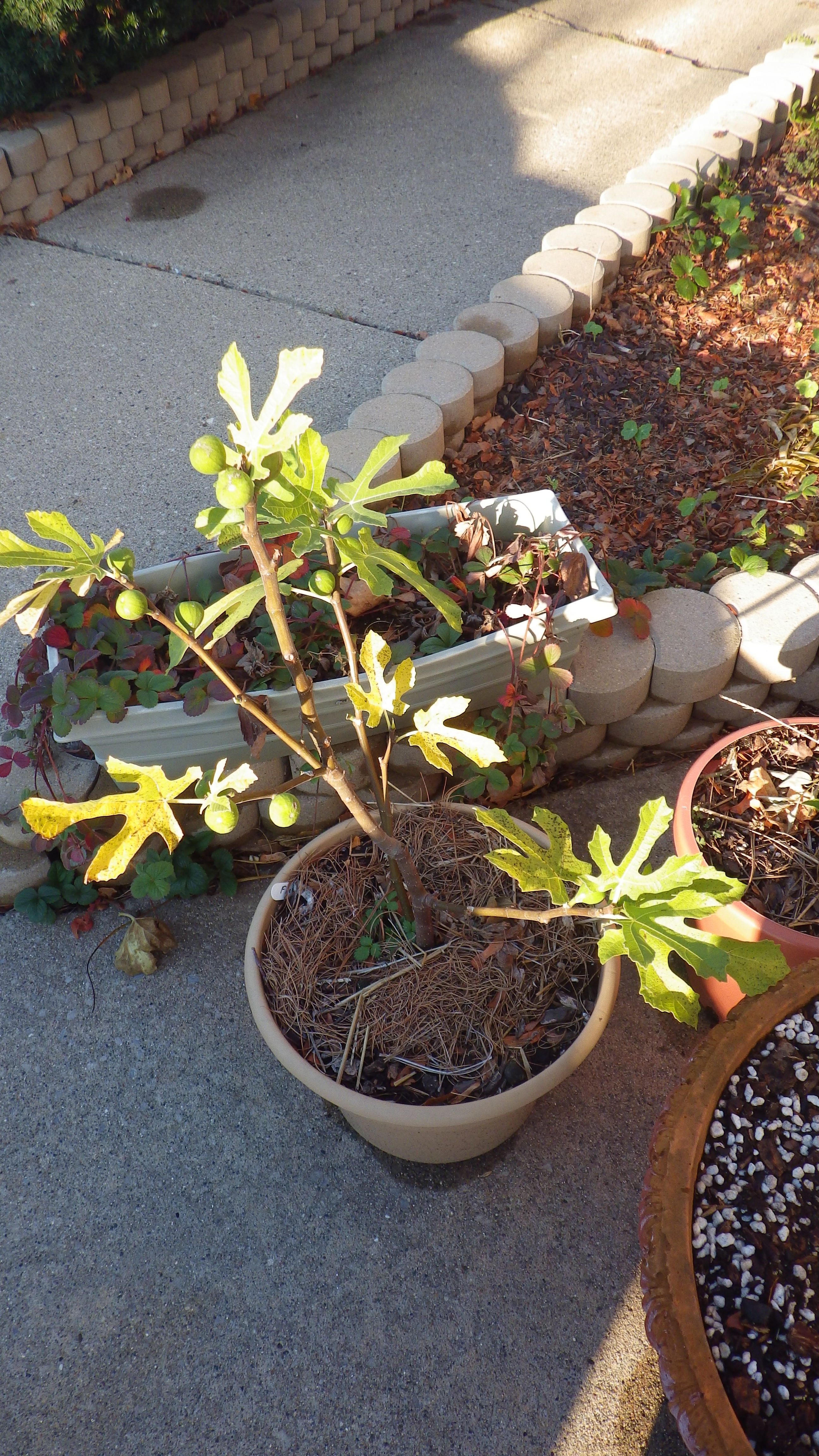 Zone 6 figs General Fruit Growing Growing Fruit