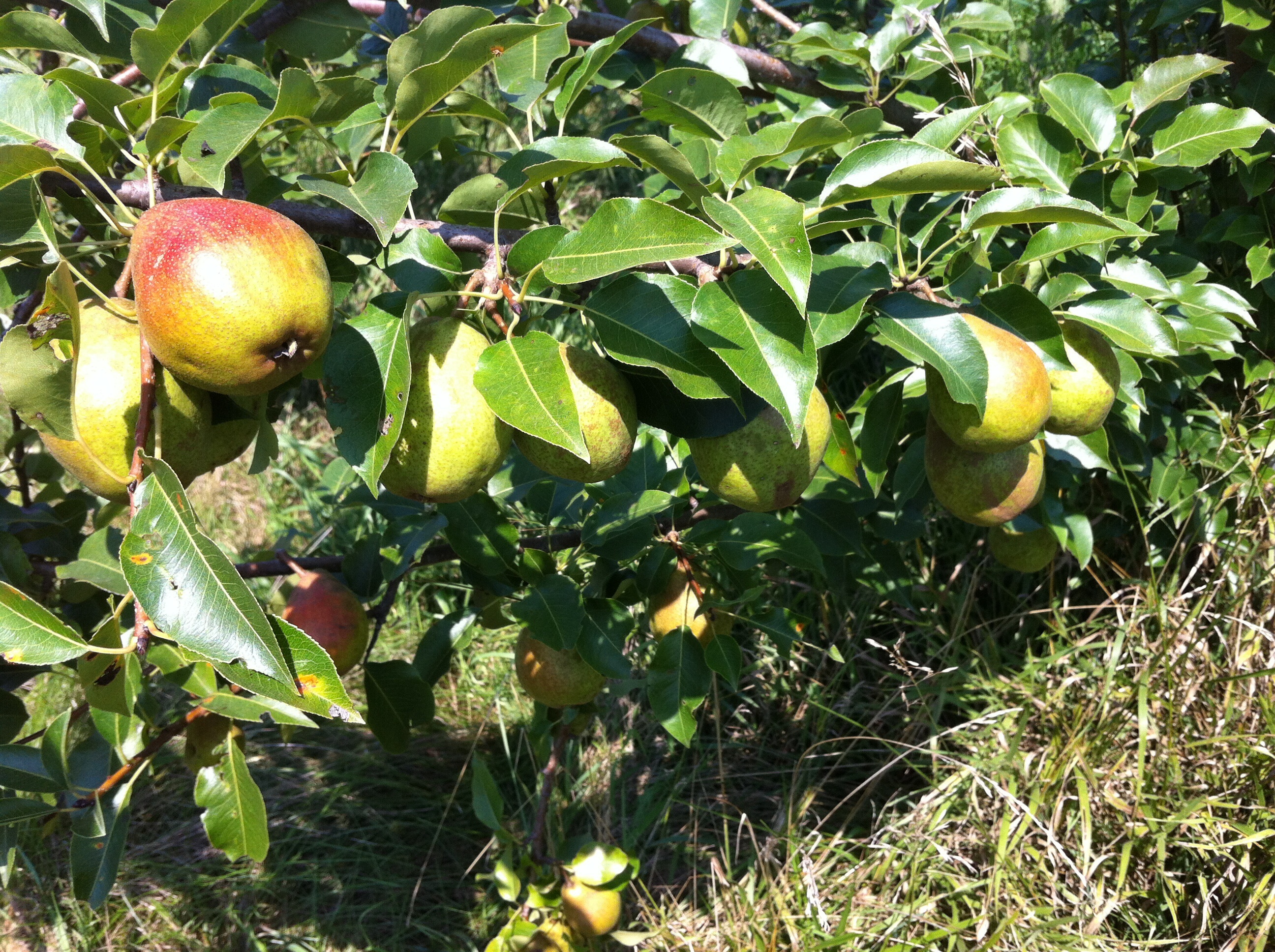 Disease Resistant Fruit Trees Apple Tree Types 8 DiseaseResistant Varieties Bob Vila