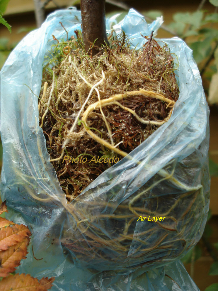 Air Layer peach tree General Fruit Growing Growing Fruit