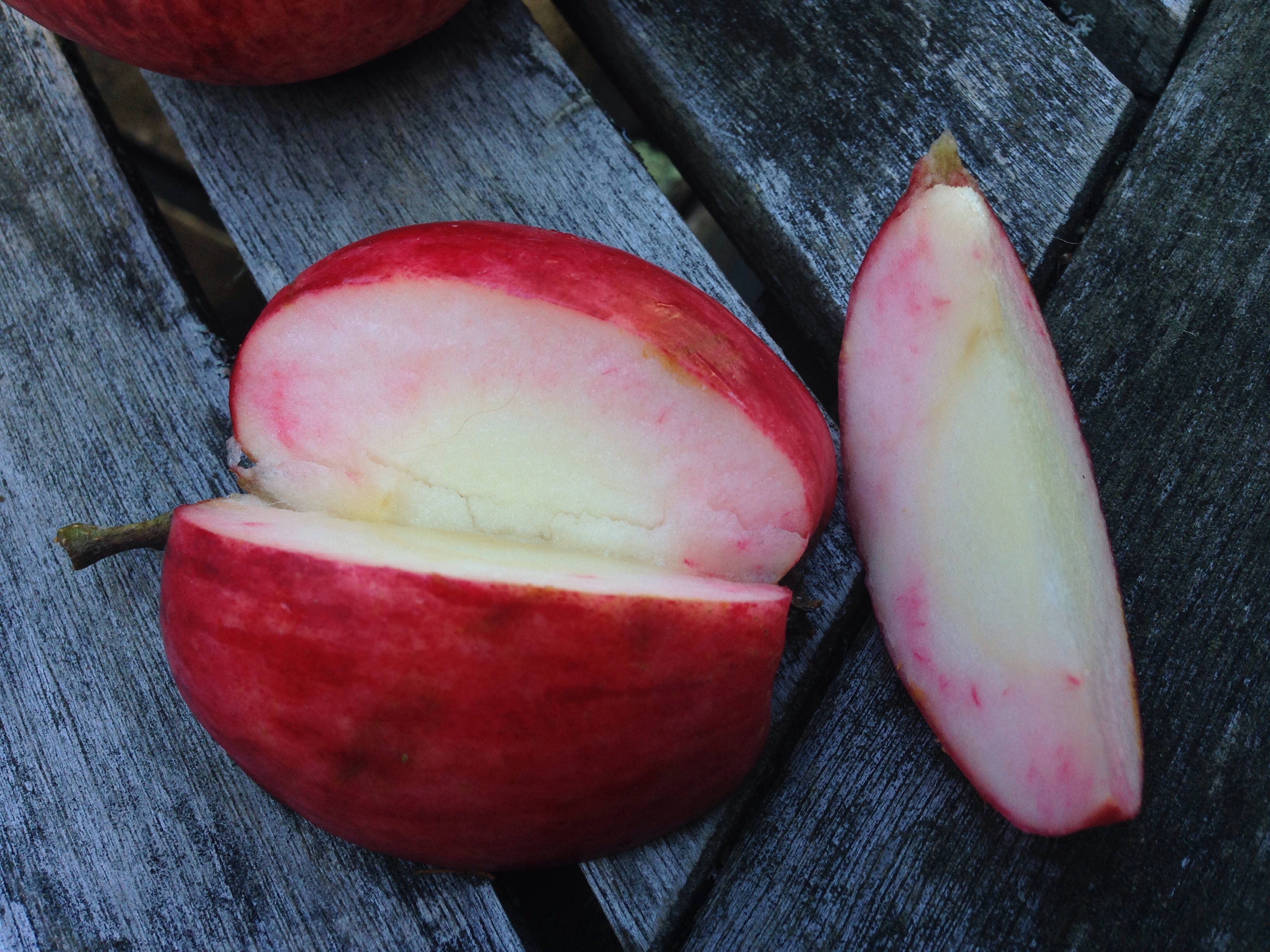 Maine Apple identification help General Fruit Growing Growing Fruit