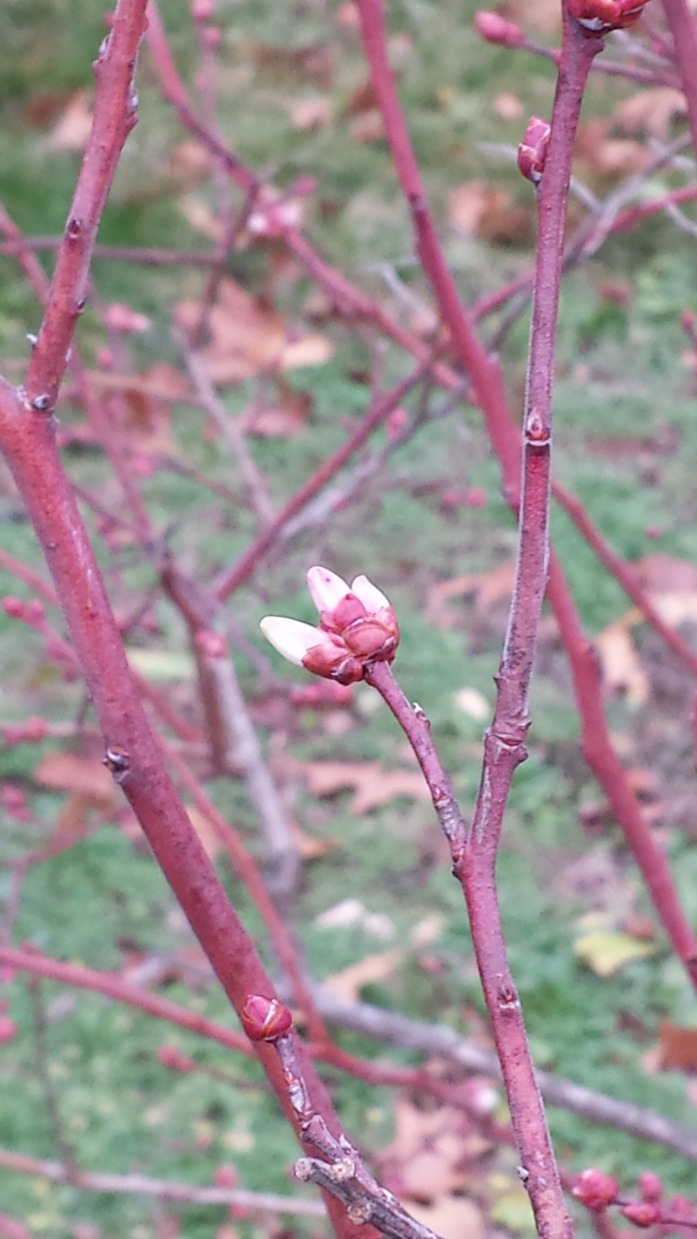 Blueberry bushes flowering extremely early General Fruit Growing