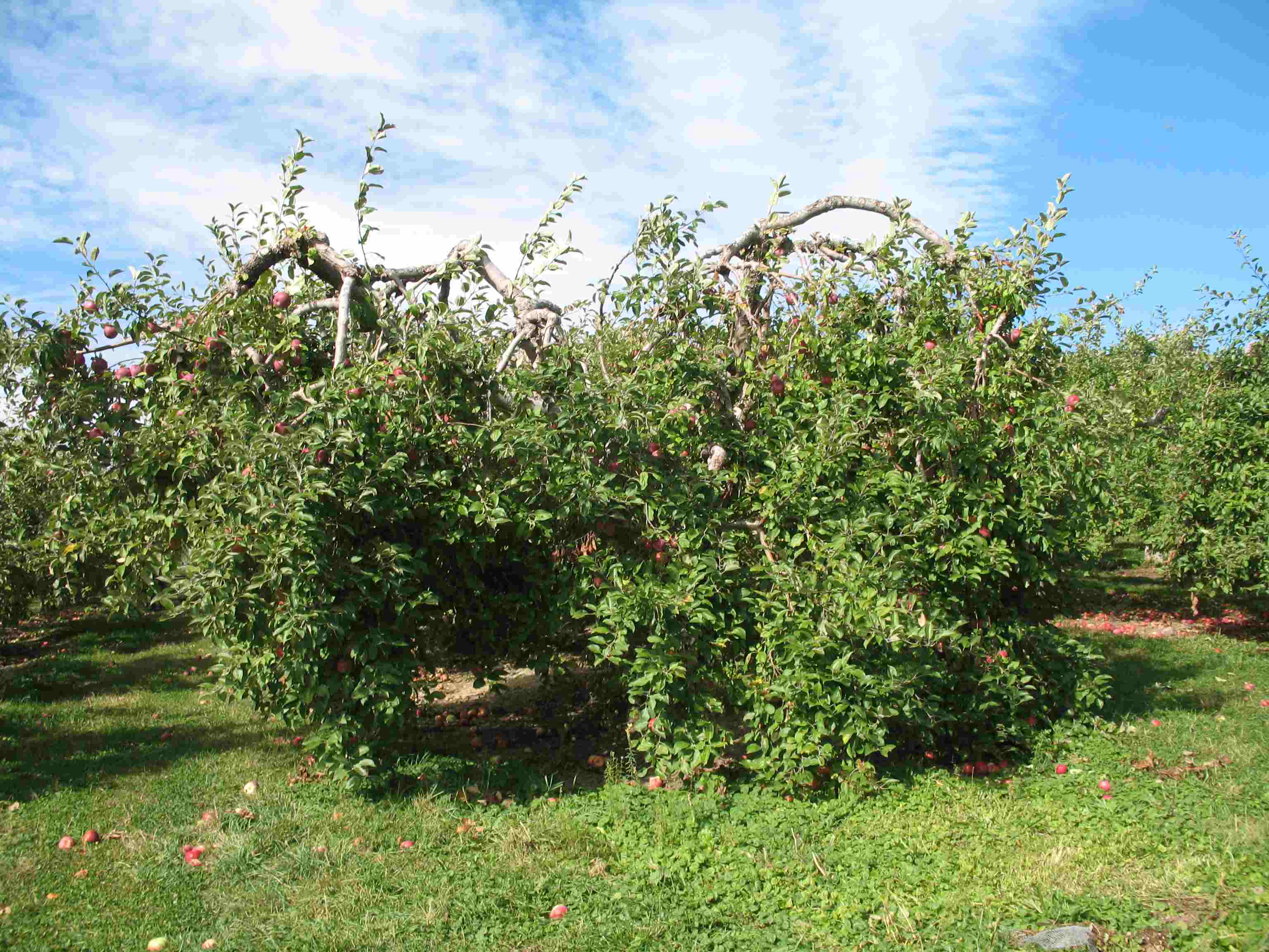 Using seedling apple as rootstock General Fruit Growing Growing Fruit