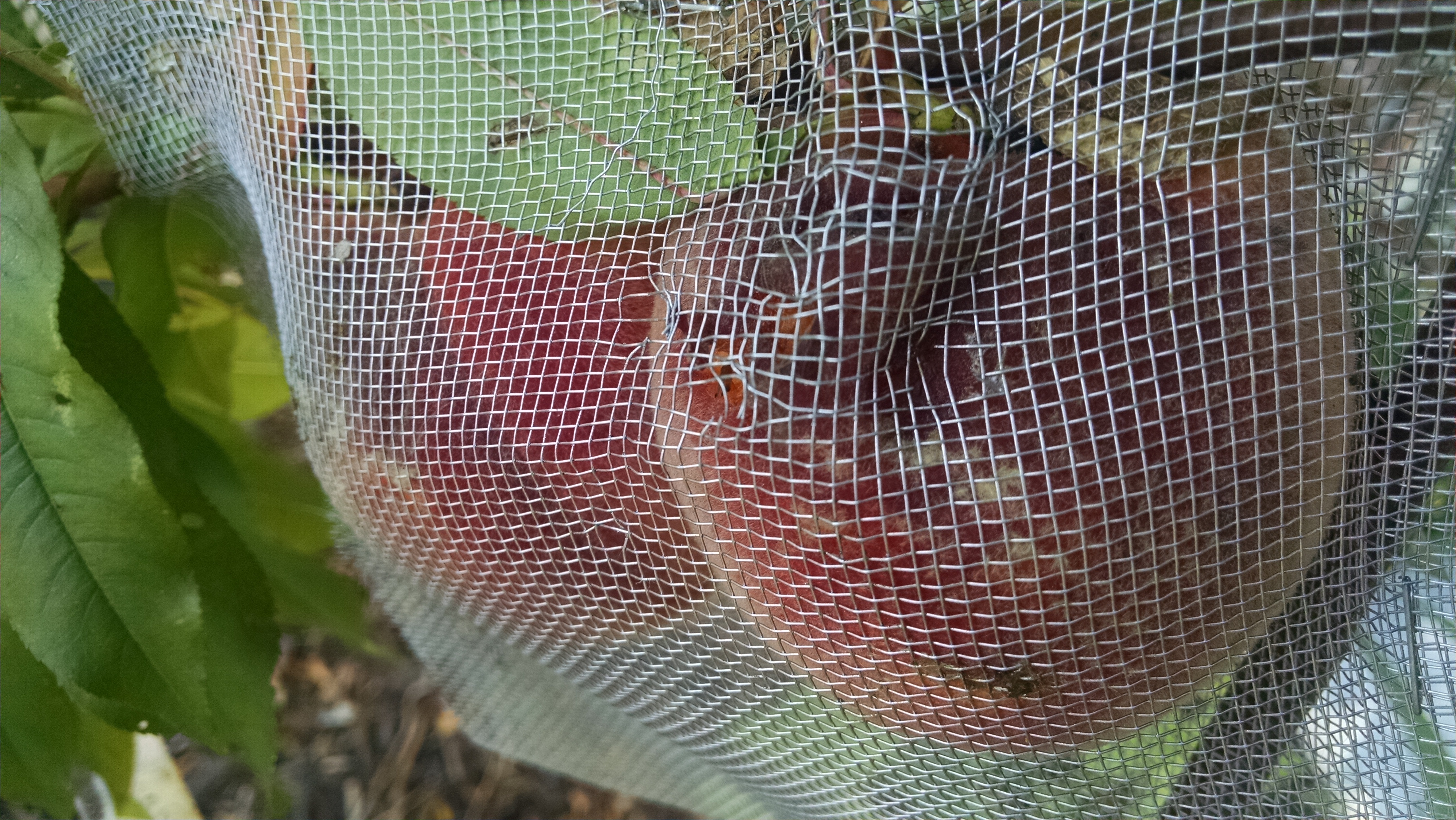 Result of homemade screen fruit protector General Fruit Growing