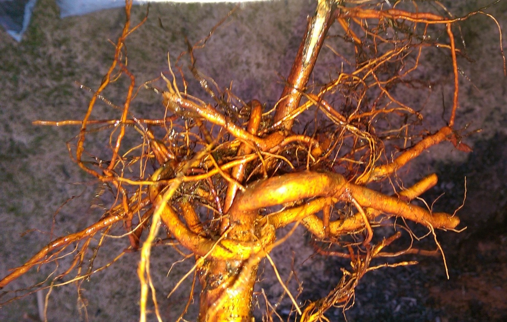 Bare root tree with wrapping/girdling roots General Fruit Growing