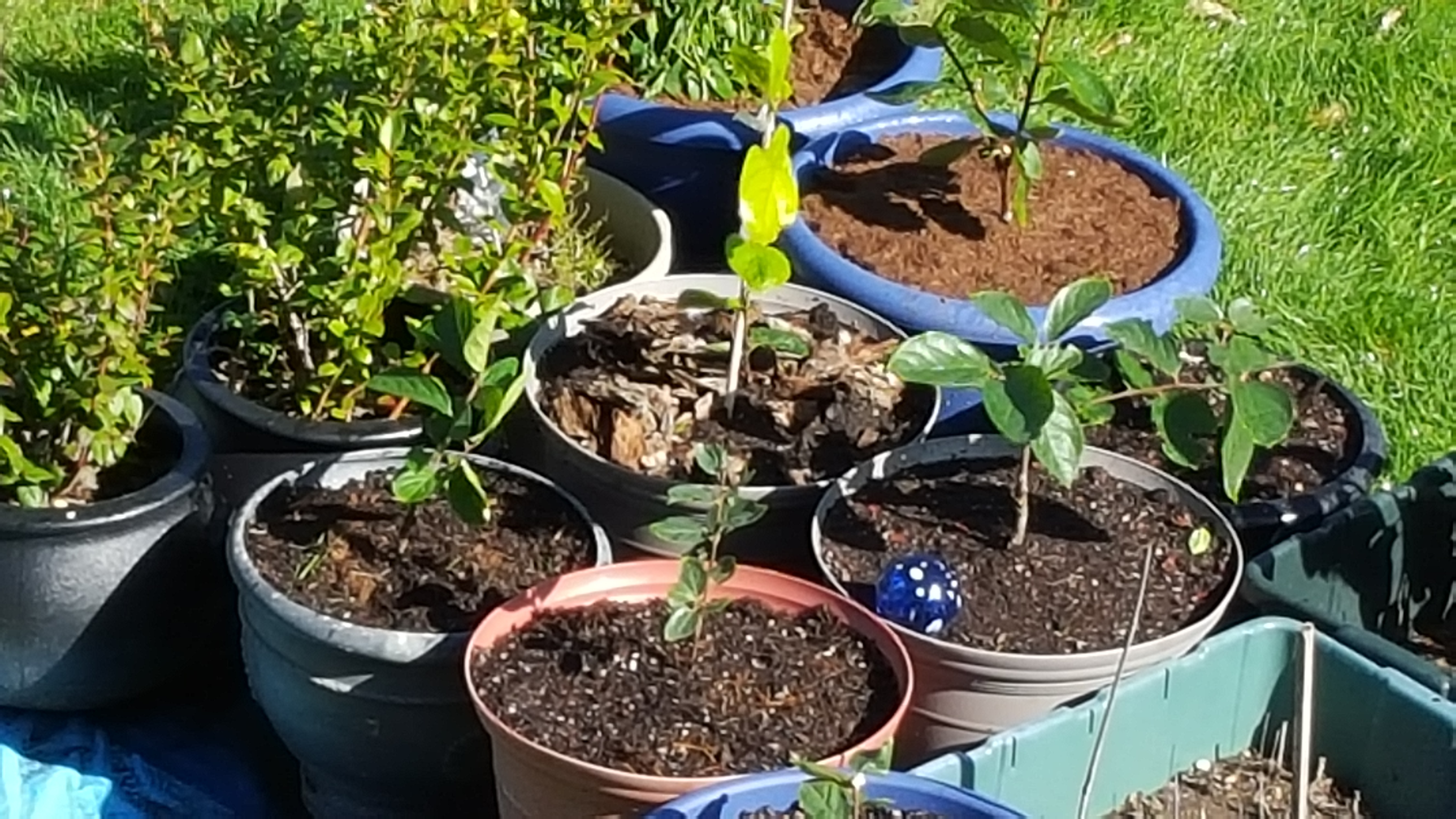 Anyone tried growing a fruit tree in a self watering container