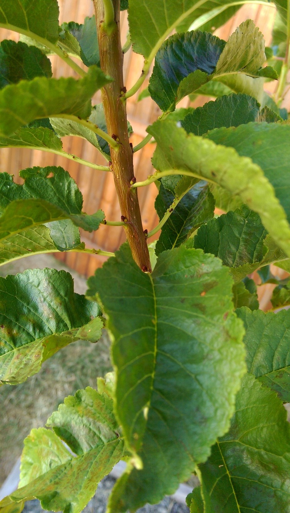 What does fruiting wood look like on various fruits? General Fruit