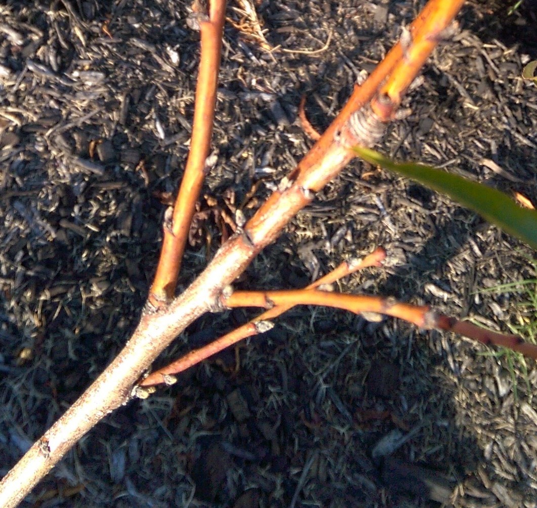 What does fruiting wood look like on various fruits? General Fruit