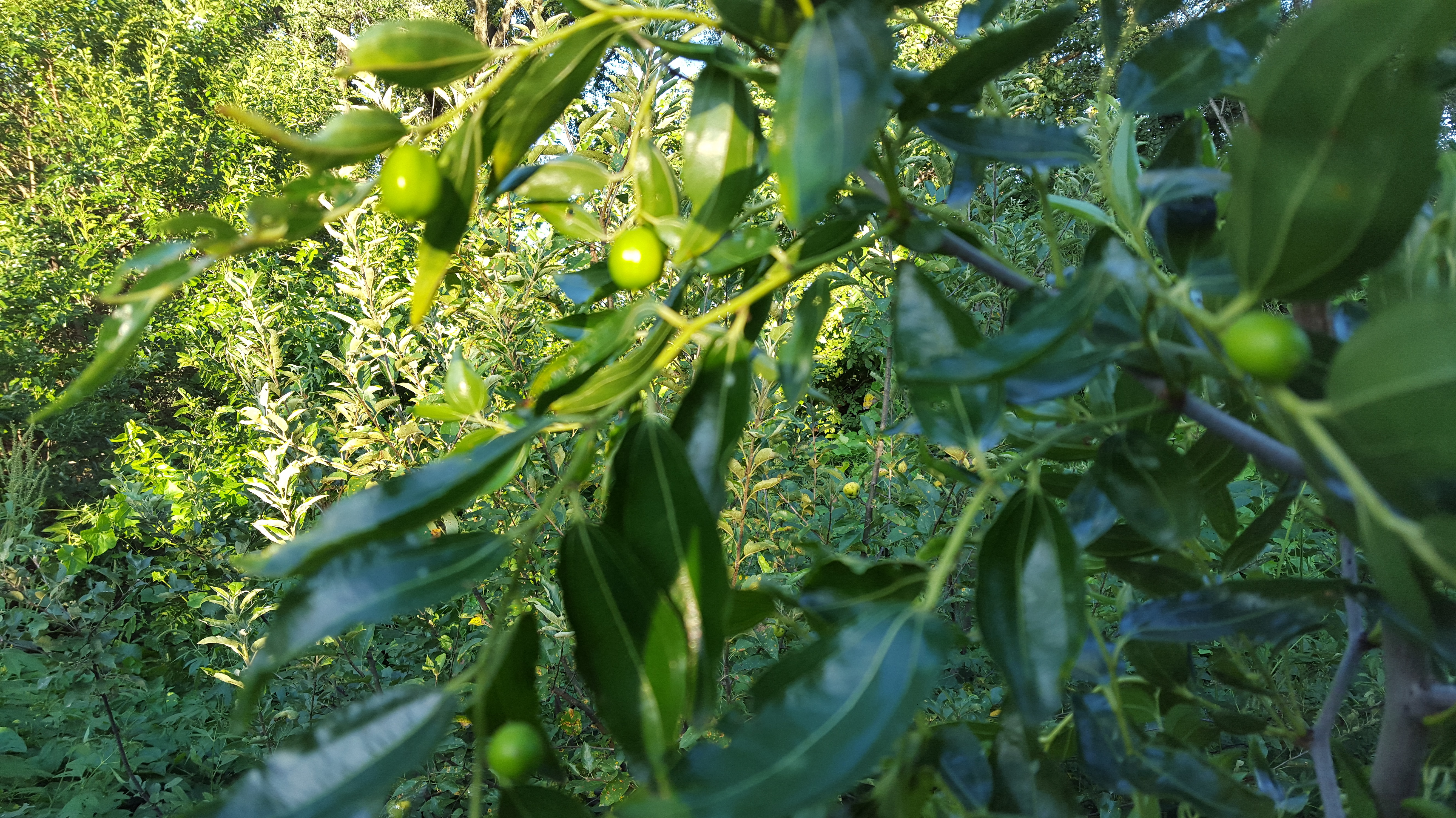 Honey jar Jujube decided to fruit General Gardening Growing Fruit
