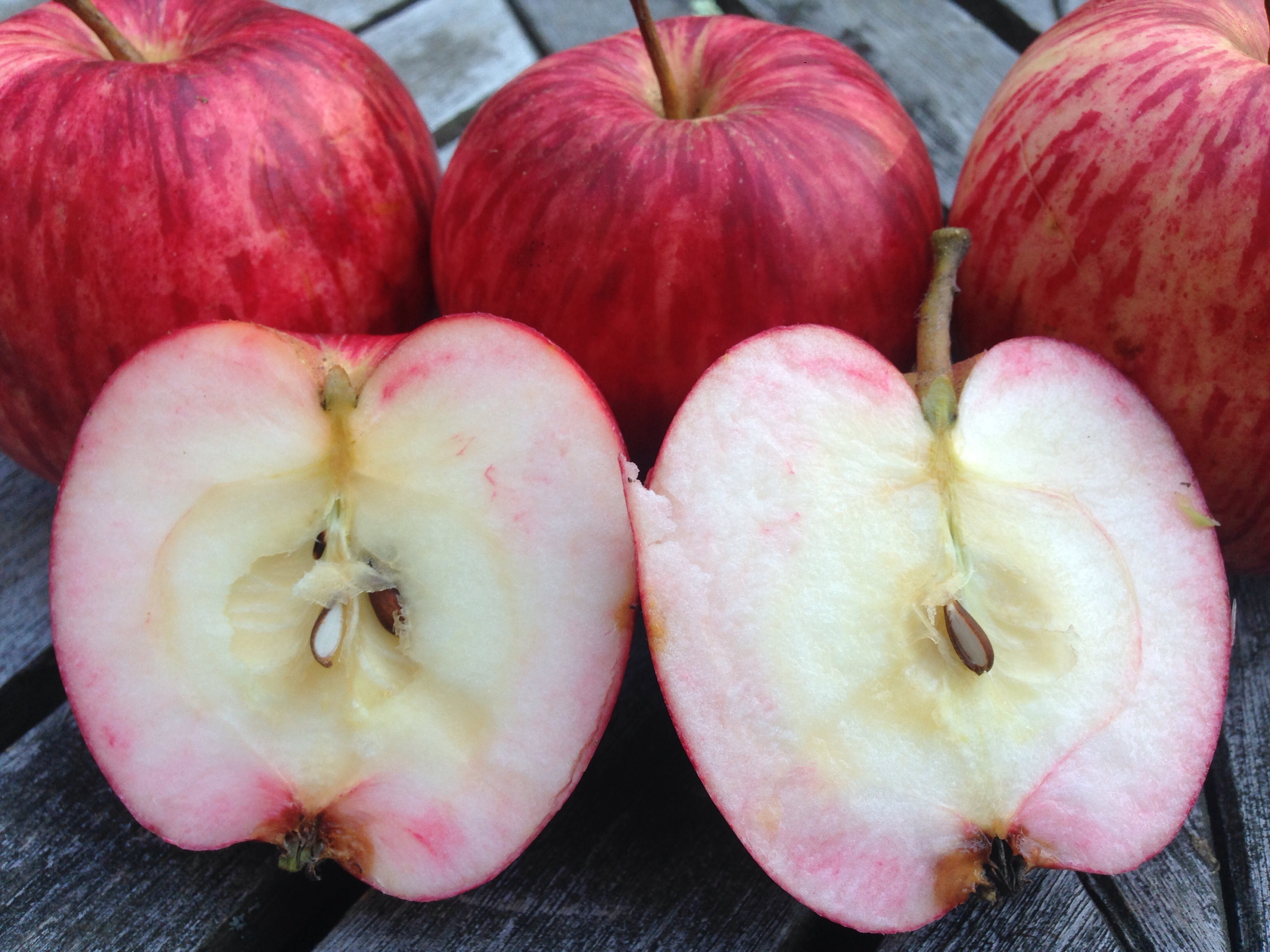 Maine Apple identification help General Fruit Growing Growing Fruit