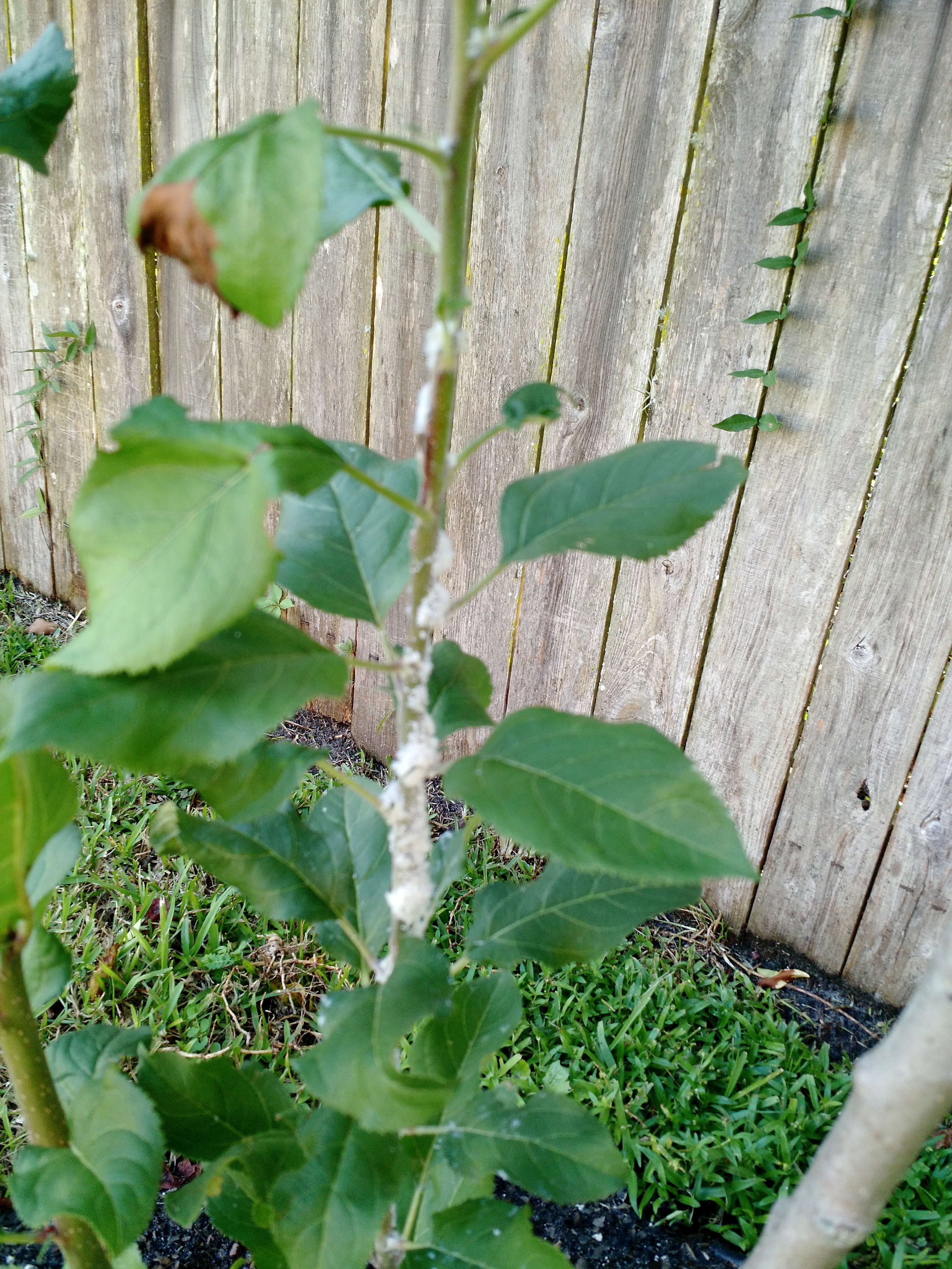 White fuzz growing on Dorsett apple tree General Fruit Growing