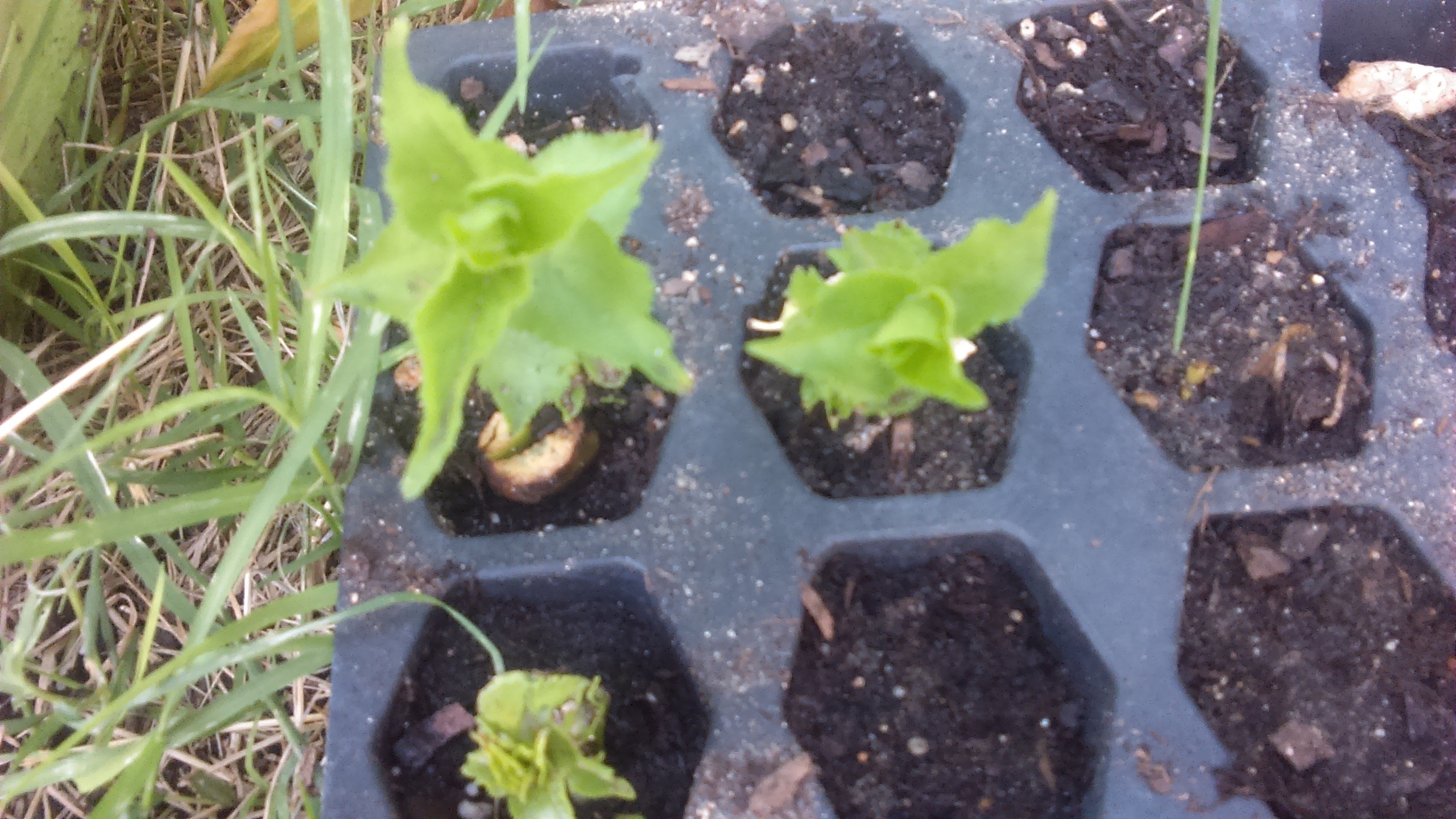 Starting Peach/Nectarines from pits General Fruit Growing Growing Fruit