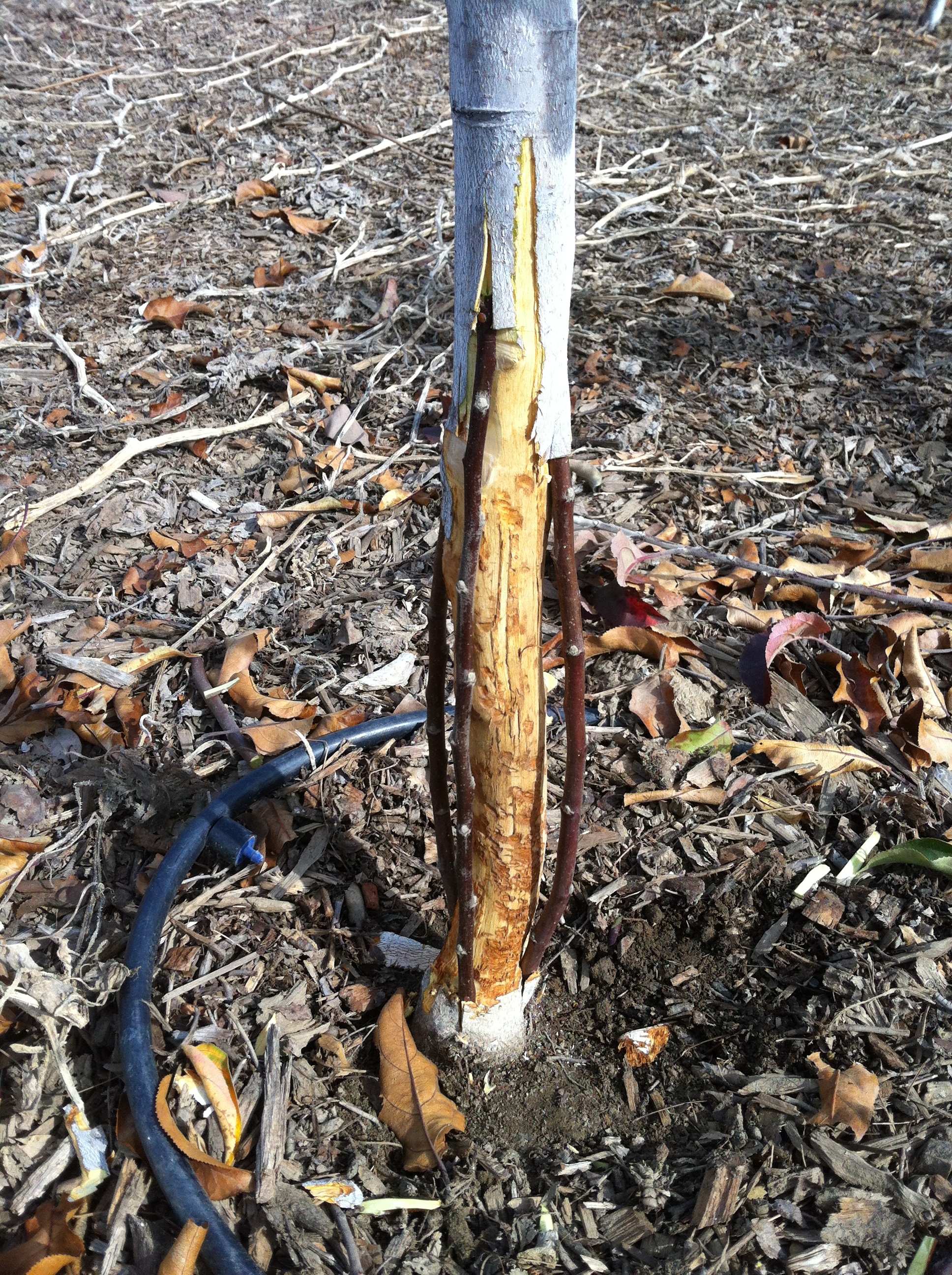 Girdled Apple General Fruit Growing Growing Fruit