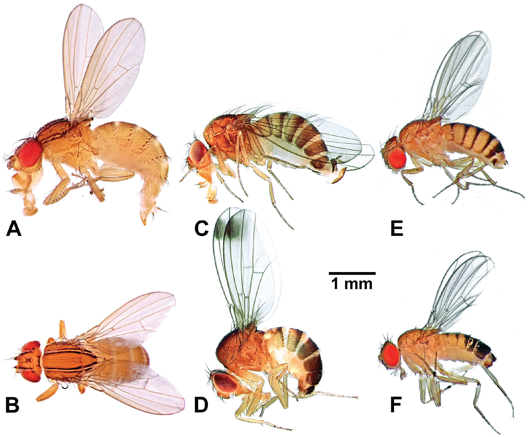 Figs and Fruit Flies General Fruit Growing Growing Fruit