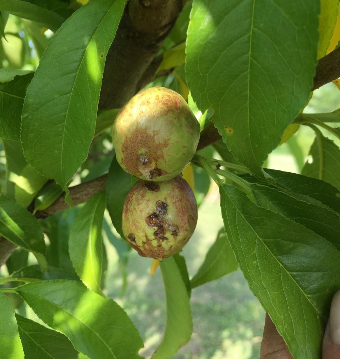Nectarine & Cherry Diagnostic Questions General Fruit Growing