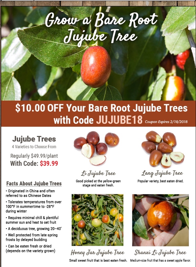 Honey Jar and Sugar Cane Jujubes just became available! General Fruit