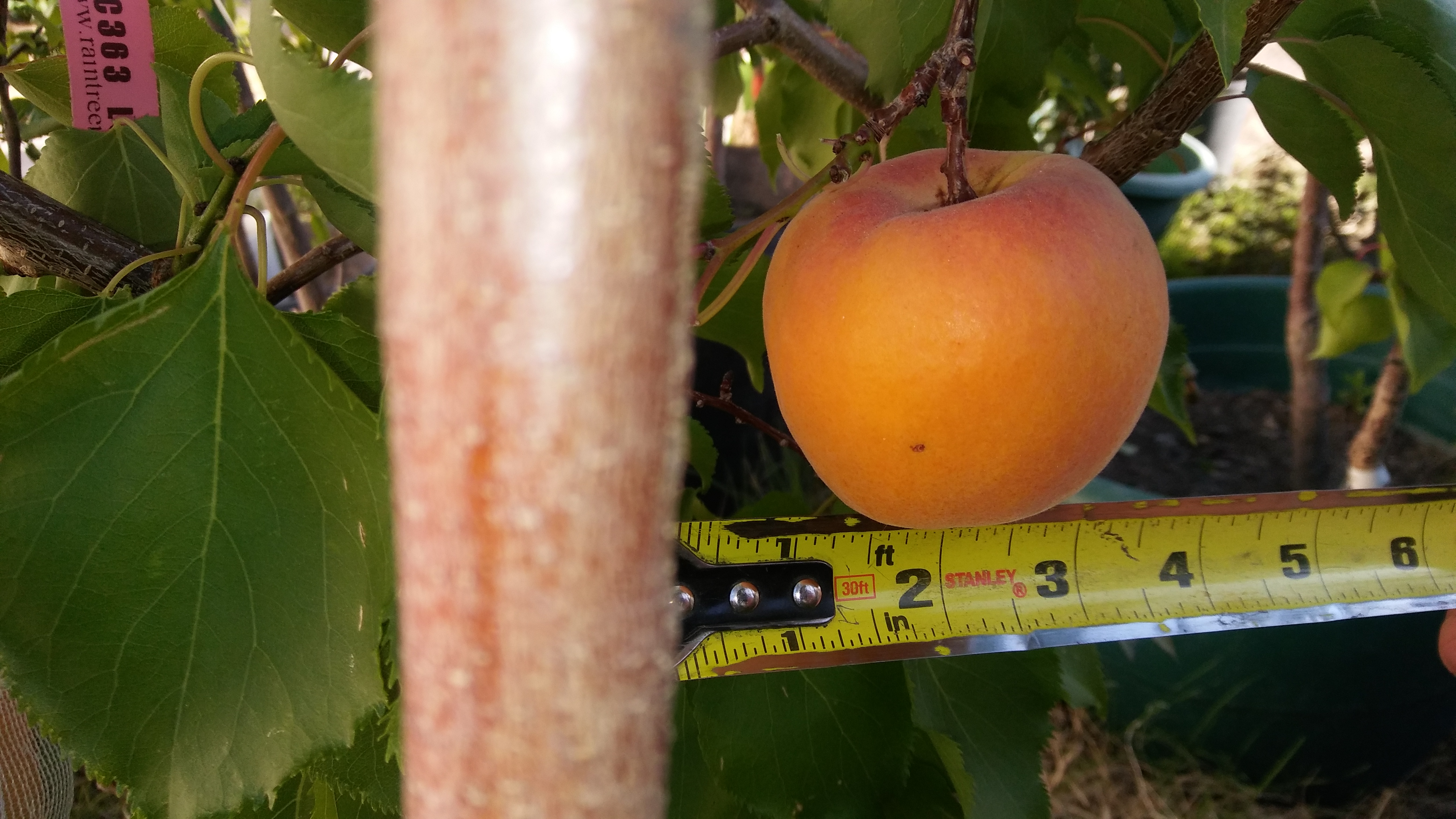 LeahCot Apriums General Fruit Growing Growing Fruit