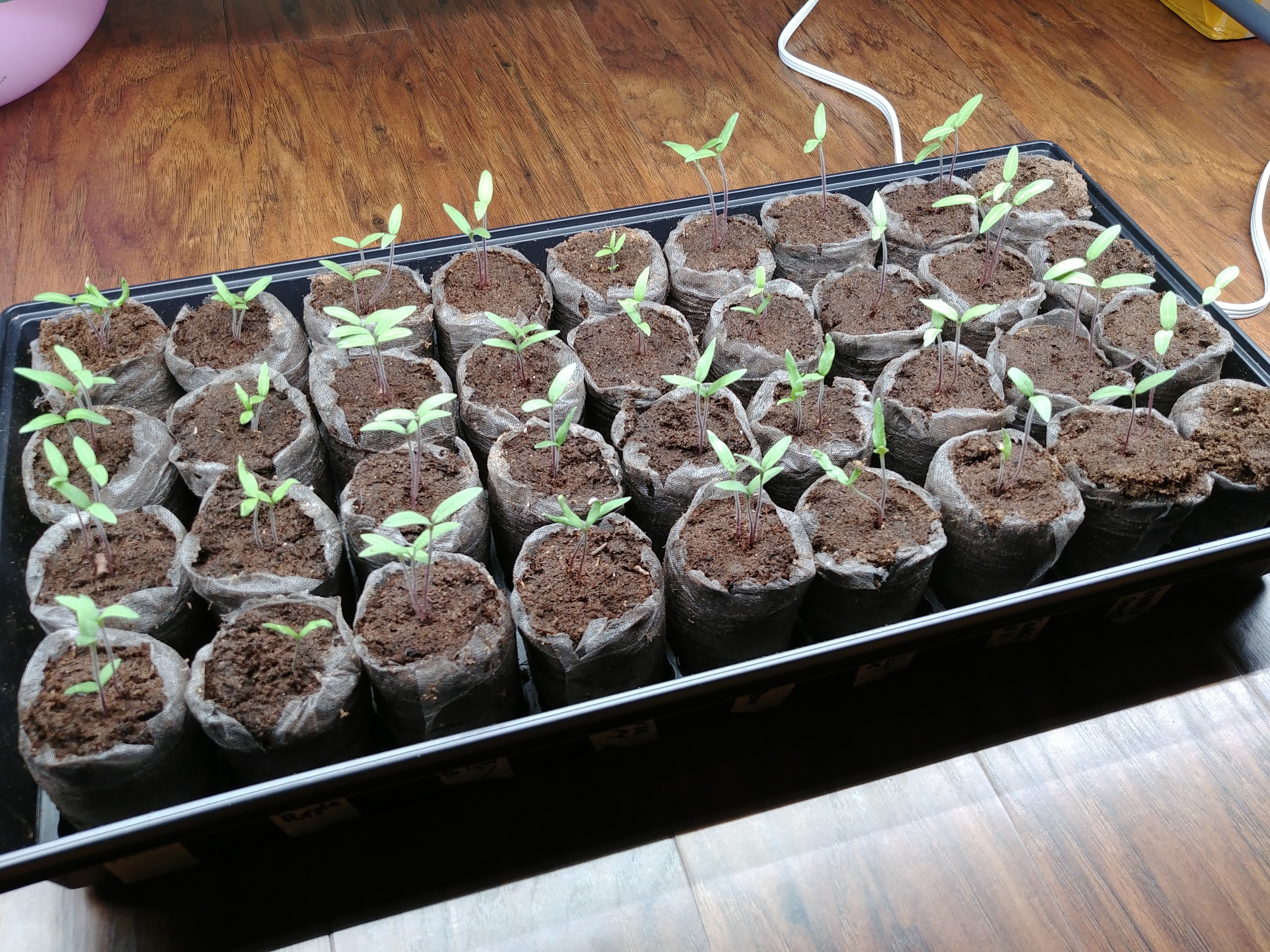 Grow Lights General Fruit Growing Growing Fruit