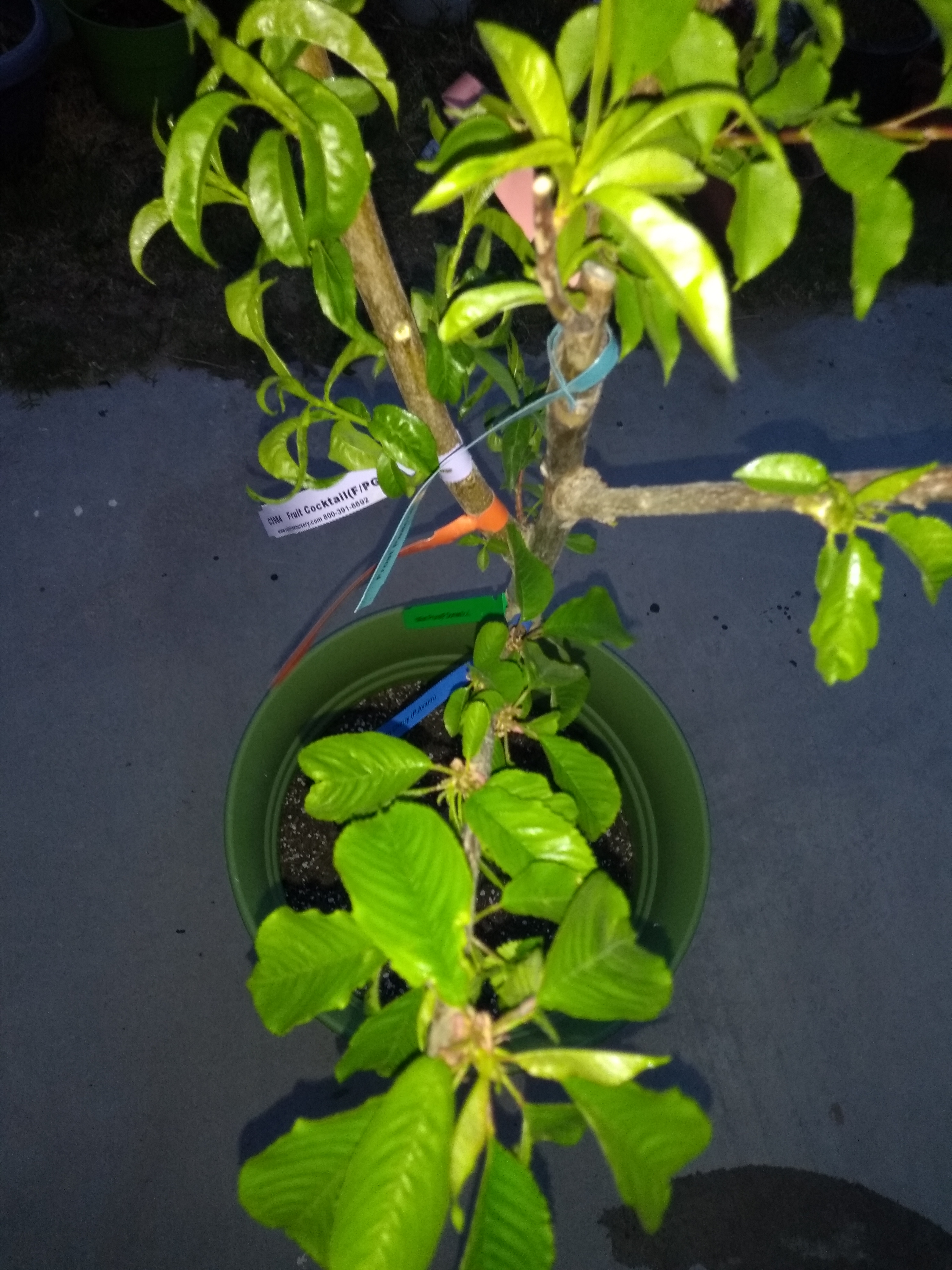 Raintree's new fruit salad tree General Fruit Growing Growing Fruit