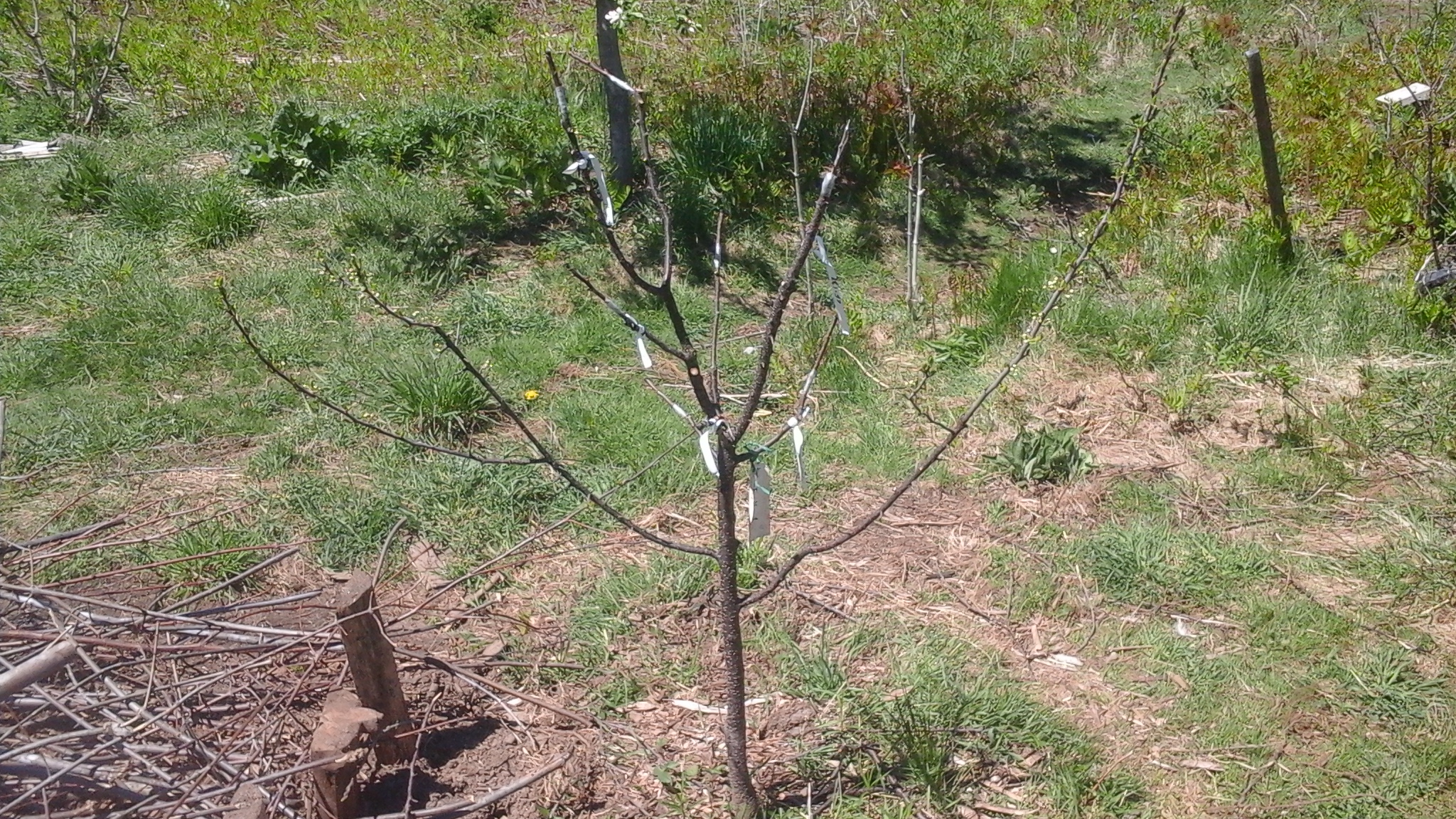 Beach plums General Fruit Growing Growing Fruit