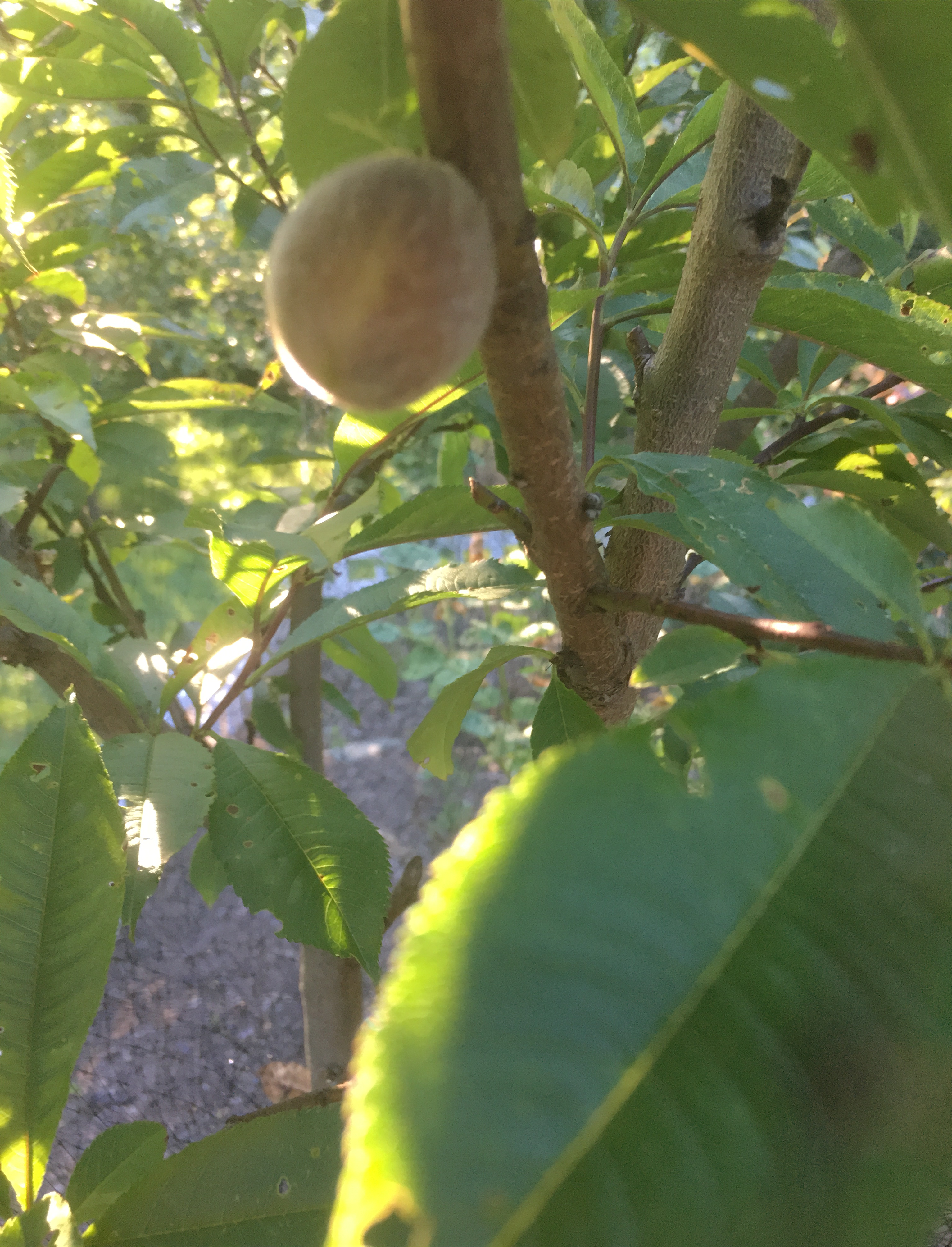 Black Boy peaches General Fruit Growing Growing Fruit