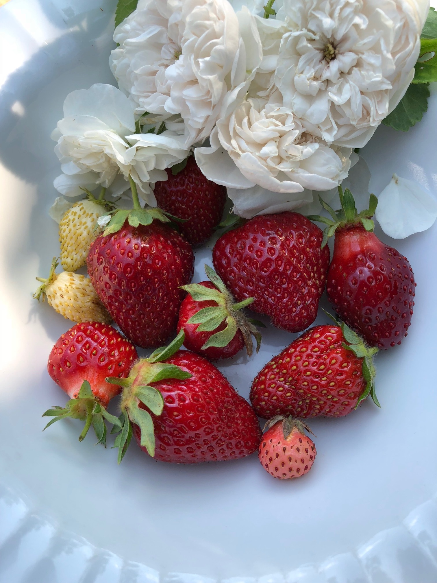 Anybody else growing strawberrys in zone 7? General