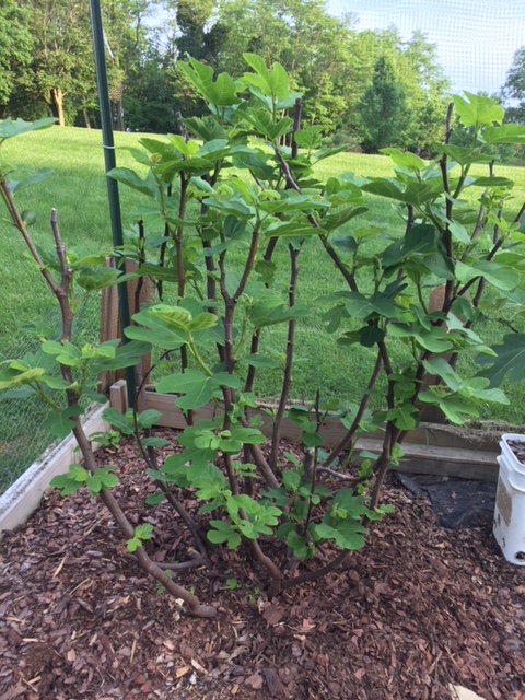 fig recovery hardy chicago