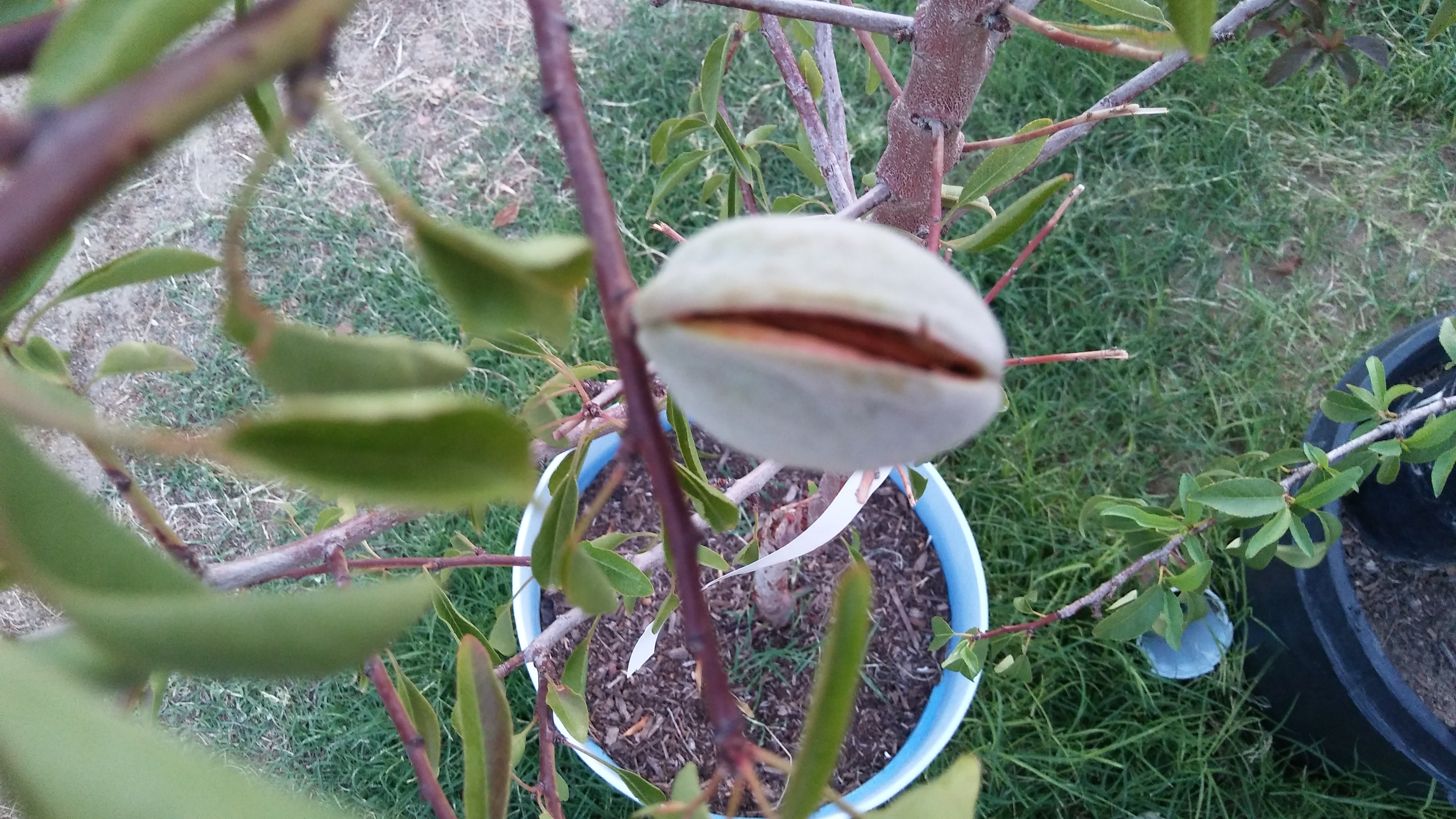 Marcona Almond General Fruit Growing Growing Fruit
