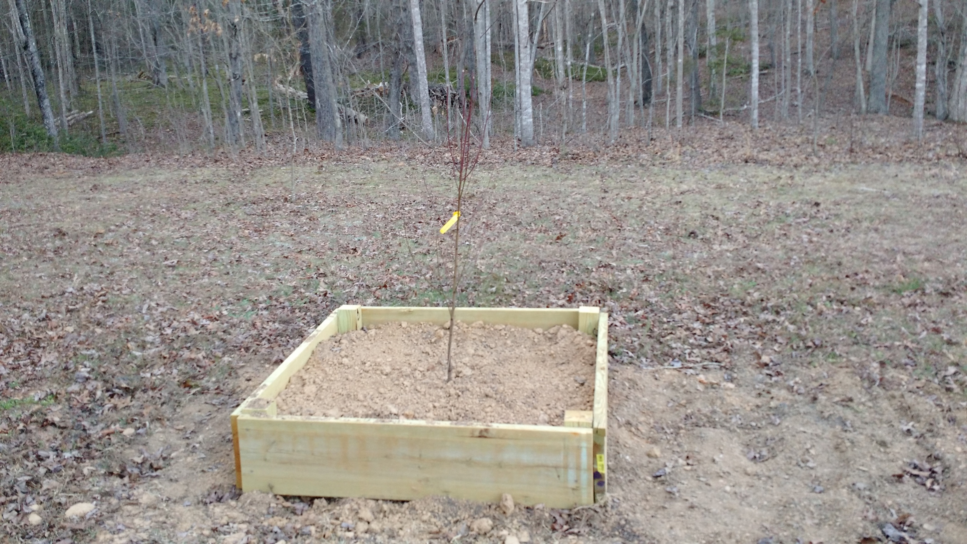 Growing Fruit in Raised Beds General Fruit Growing Growing Fruit