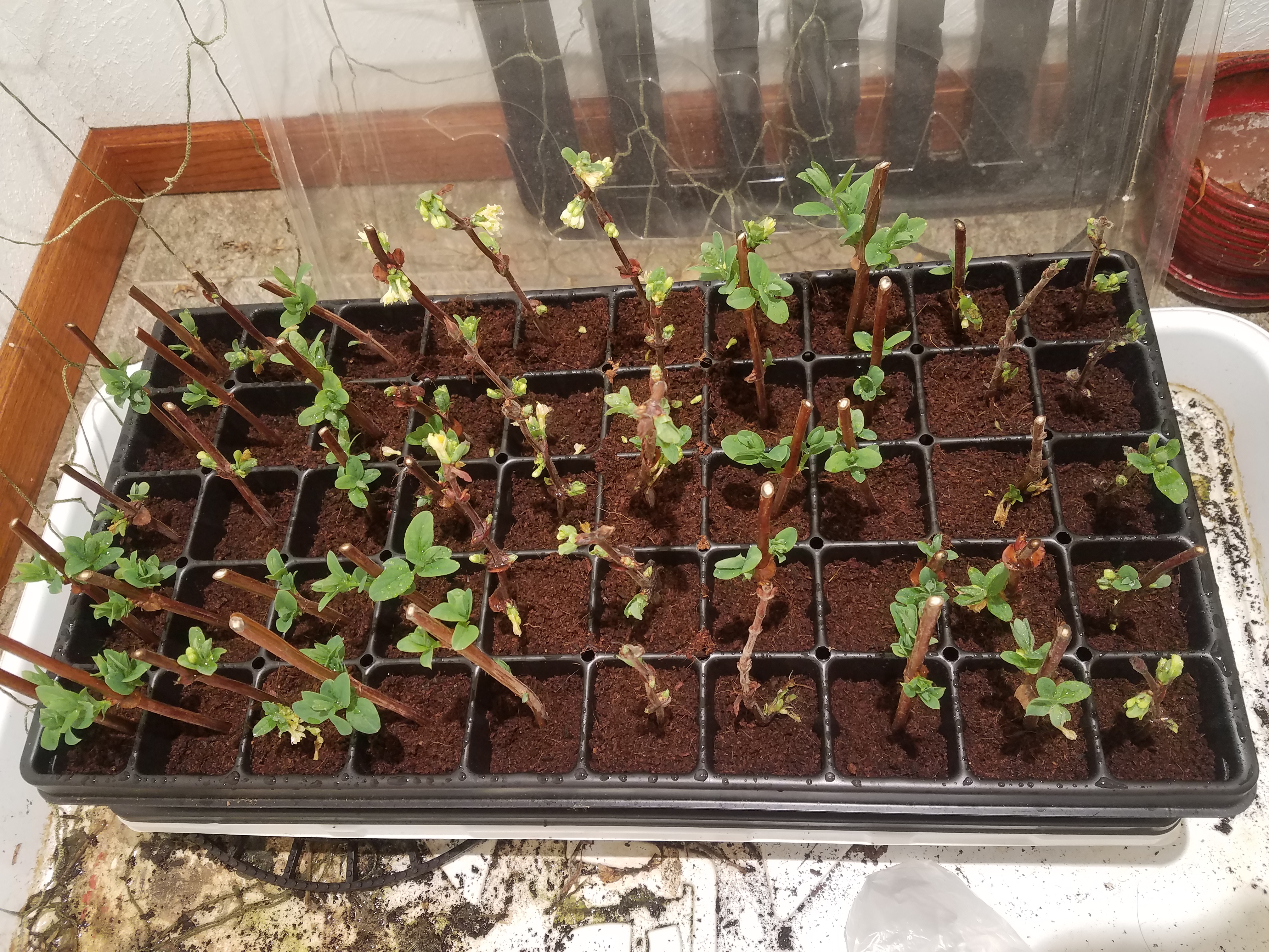 Propagate Honeyberry / Haskap cuttings? Follow along General Fruit