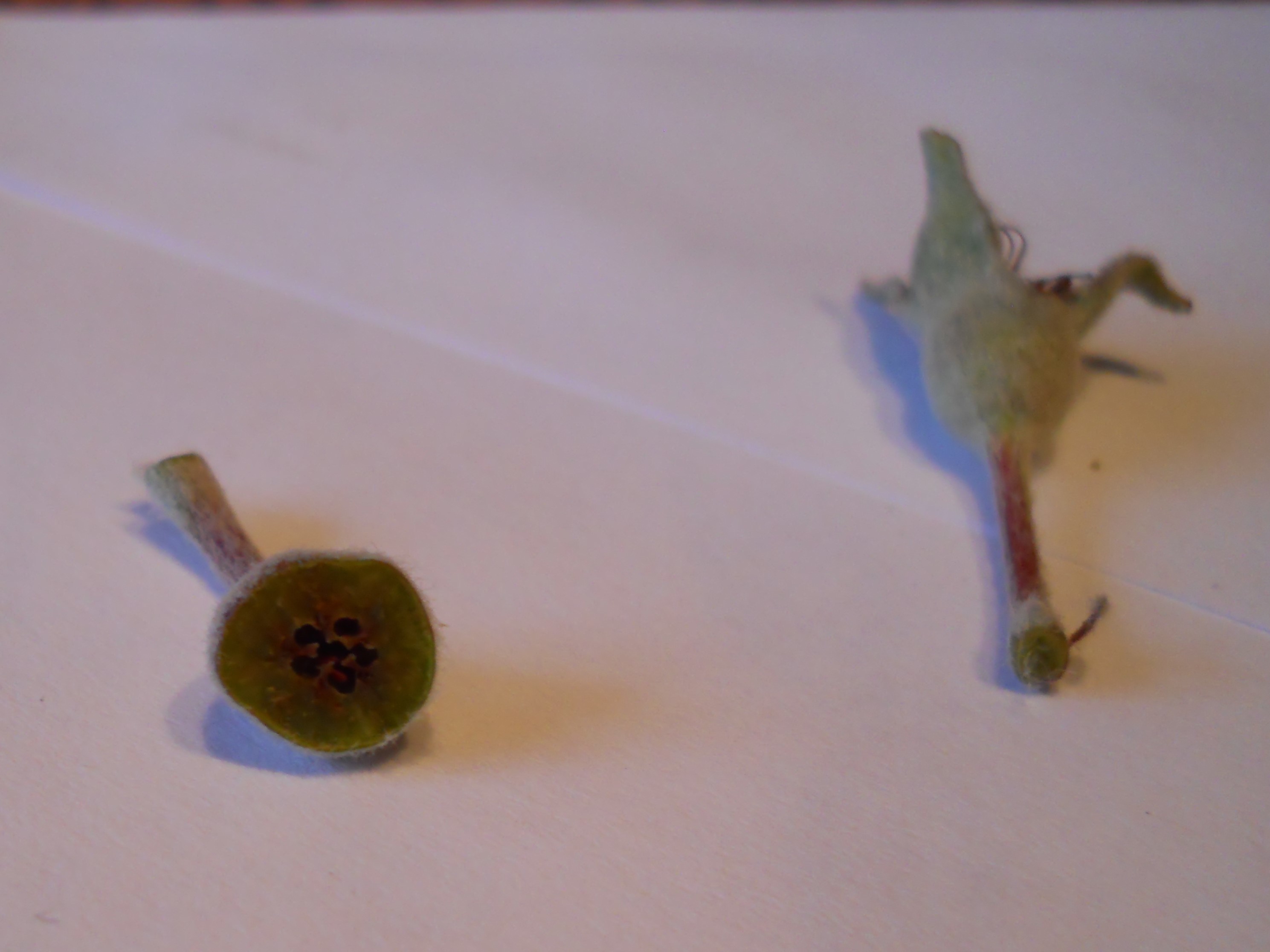 aborted dropped by case aborted dropped apple quot fruitlets quot general fruit growing aborted dropped by case aborted dropped apple quot fruitlets quot general fruit growing
